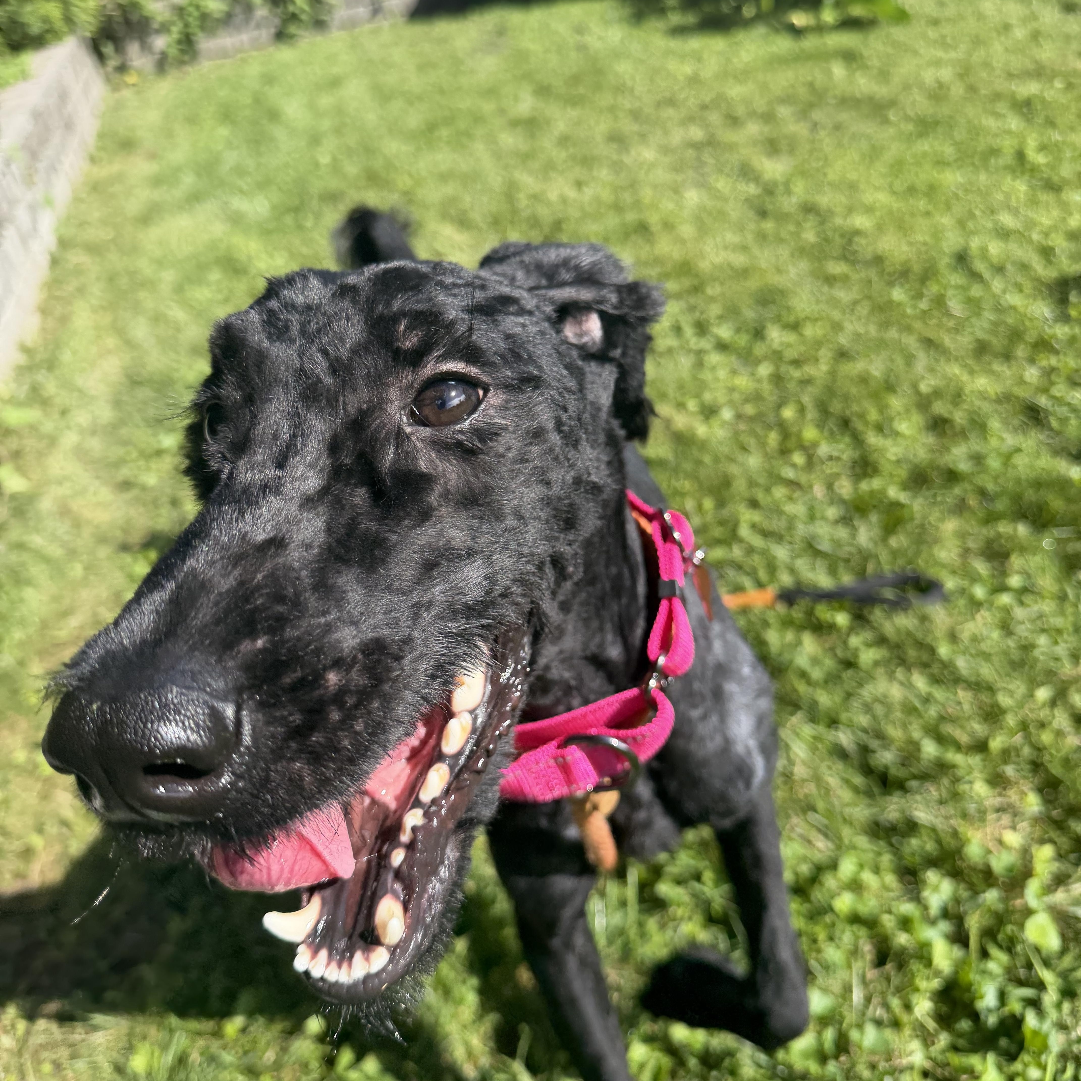 Raggedy Anna, a ADOPTABLE Giant Schnauzer in Stamford, CT image 6/6