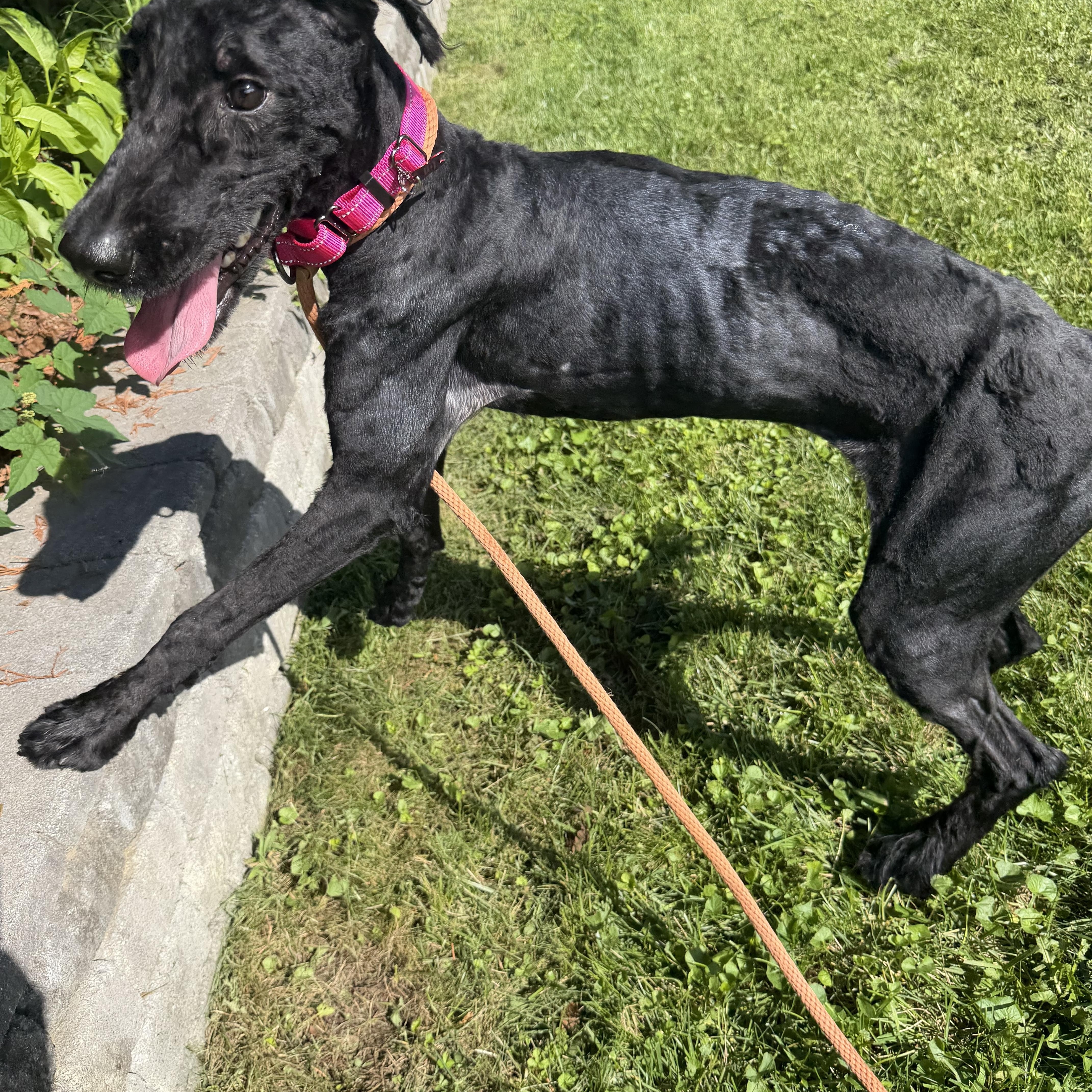Raggedy Anna, a ADOPTABLE Giant Schnauzer in Stamford, CT image 2/6