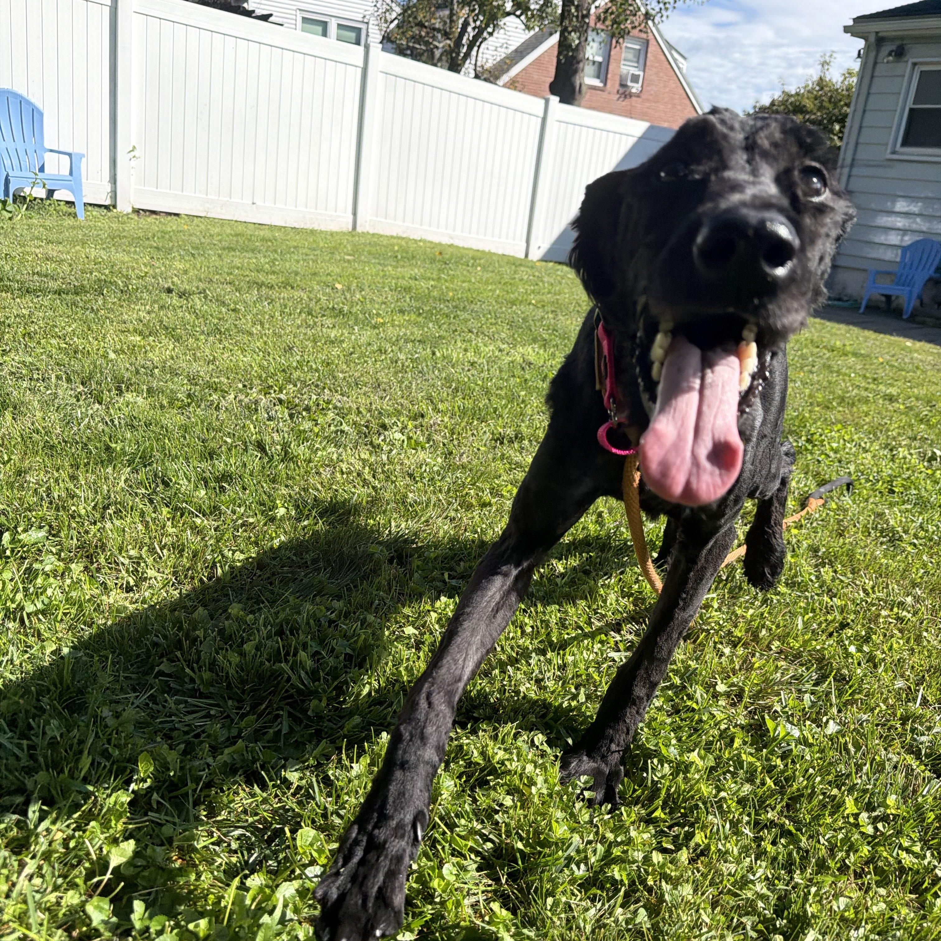 Raggedy Anna, a ADOPTABLE Giant Schnauzer in Stamford, CT image 5/6