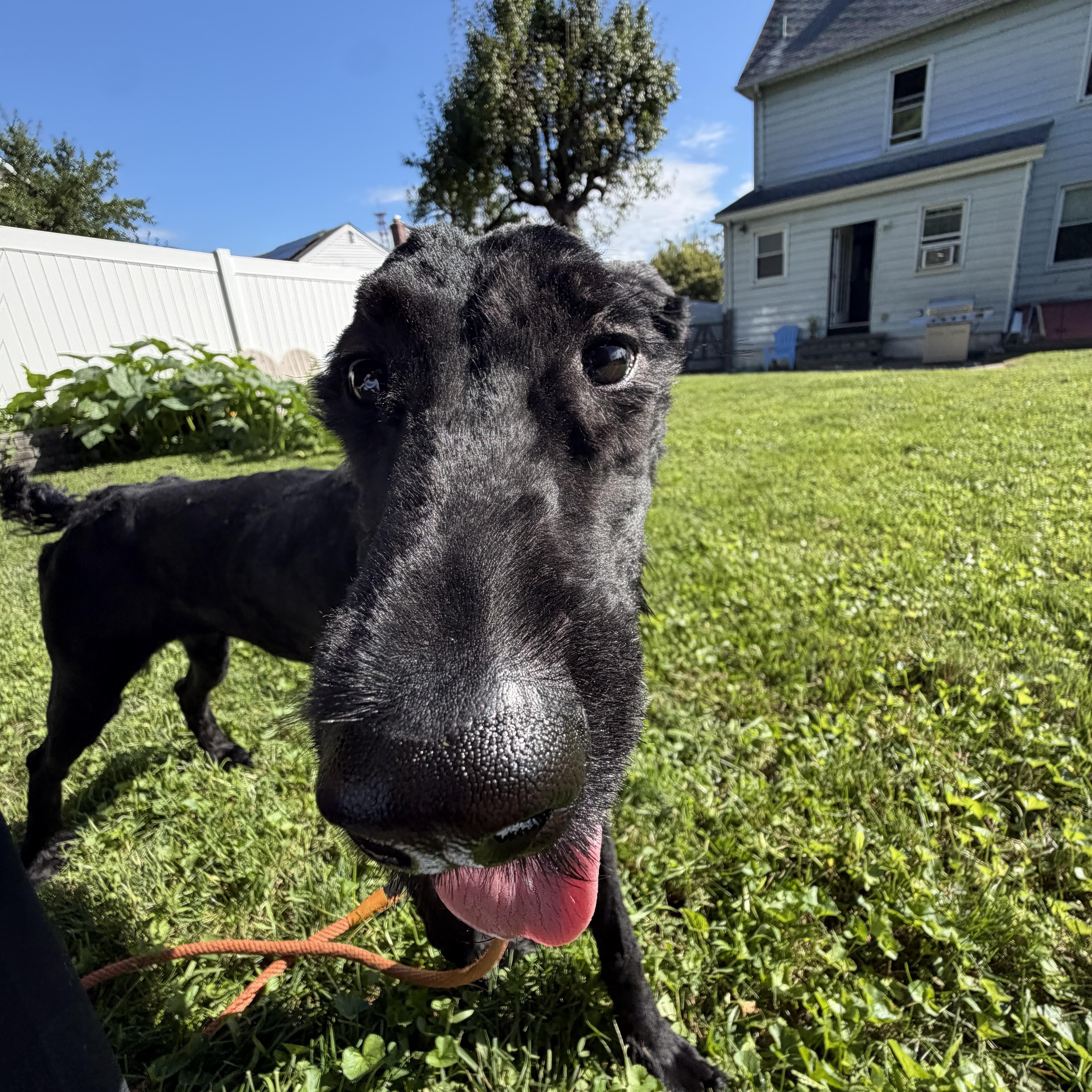 Raggedy Anna, a ADOPTABLE Giant Schnauzer in Stamford, CT image 3/6