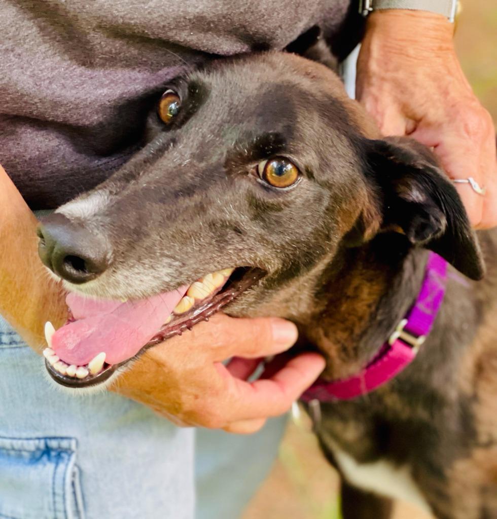 Marie, Adoptable, Young Female Greyhound.