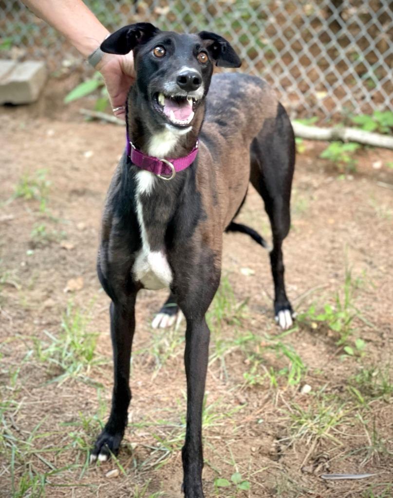 Enlarge Marie, a Adoptable Greyhound in Hopkinton, MA image 2/3