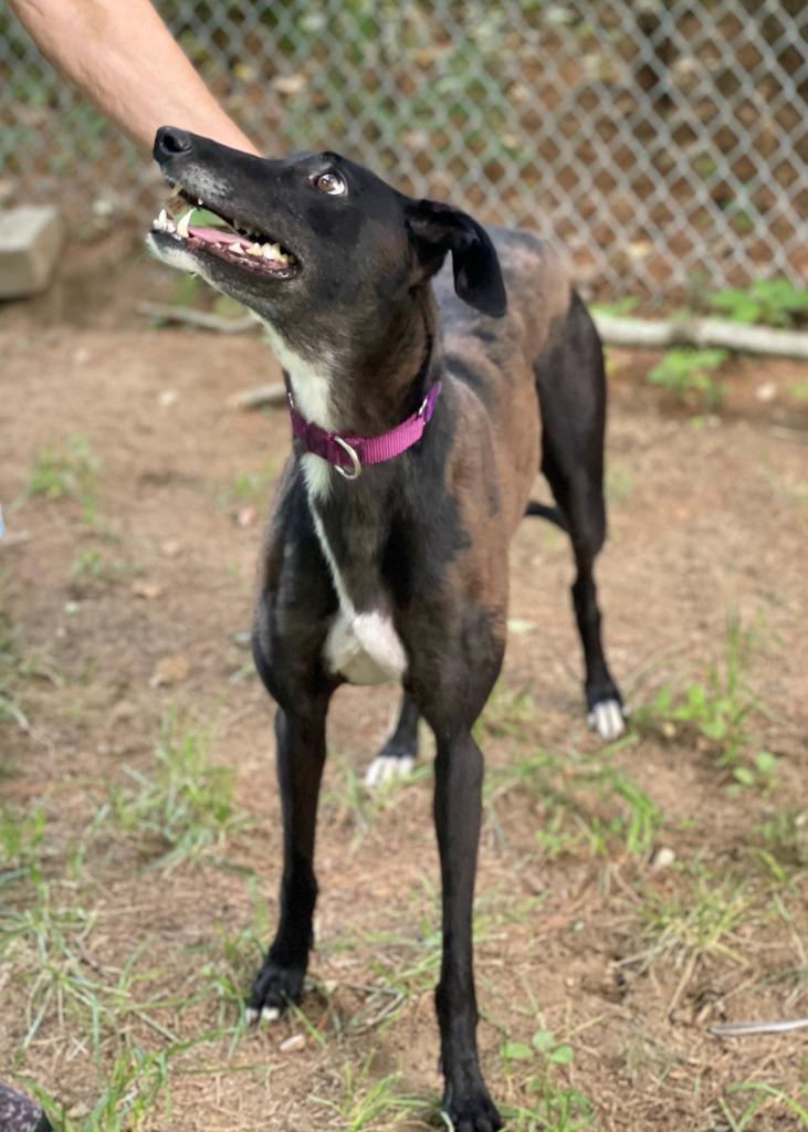 Enlarge Marie, a Adoptable Greyhound in Hopkinton, MA image 3/3