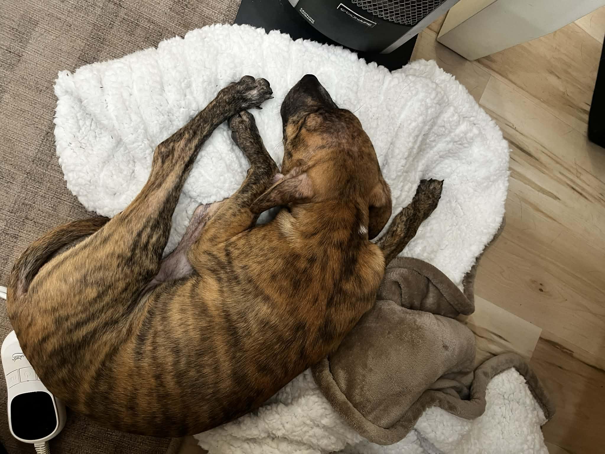 Enlarge Cinnamon Sugar, a ADOPTABLE Mixed Breed in Cedar Rapids, IA image 4/4