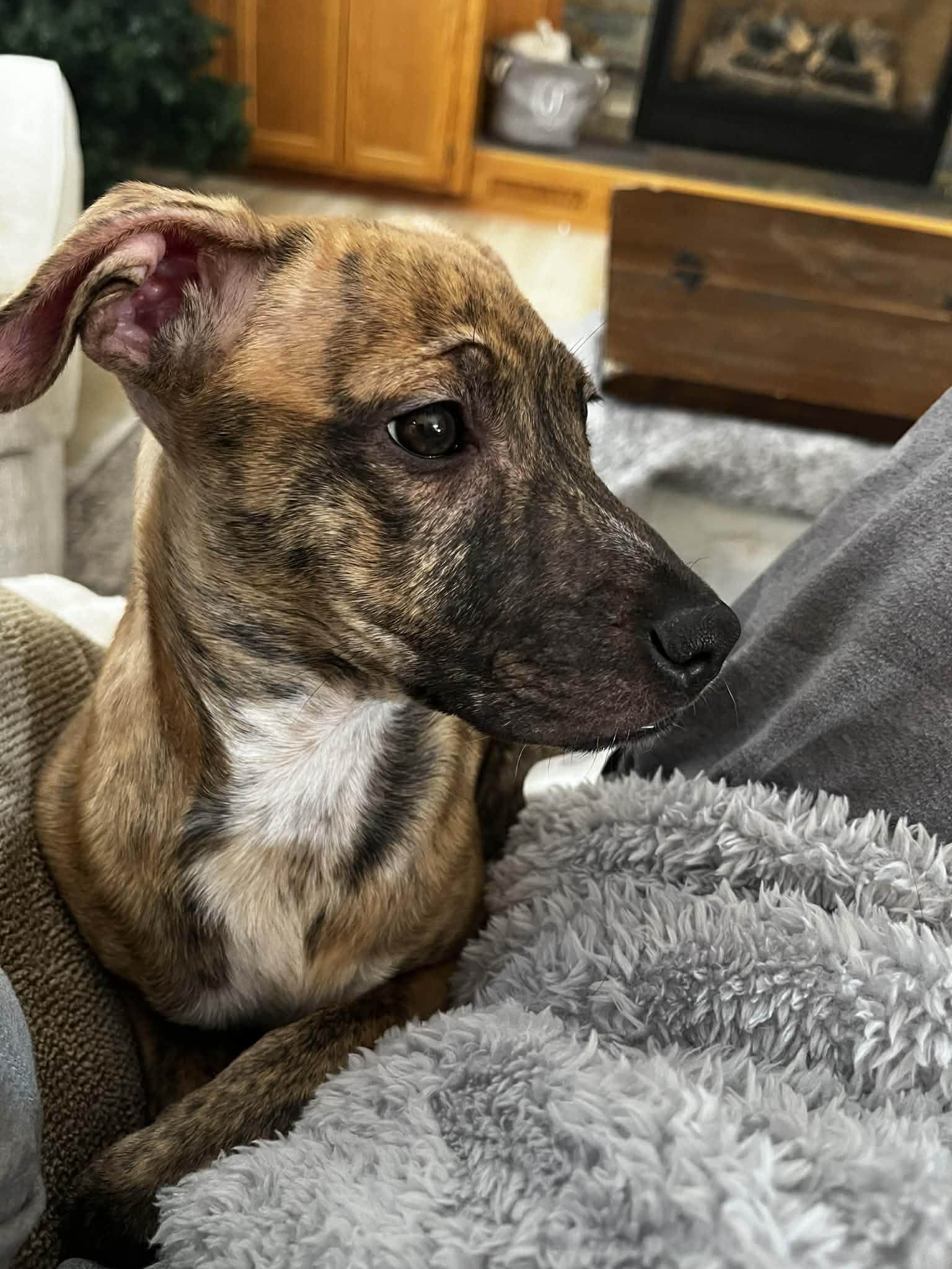 Enlarge Cinnamon Sugar, a ADOPTABLE Mixed Breed in Cedar Rapids, IA image 3/4