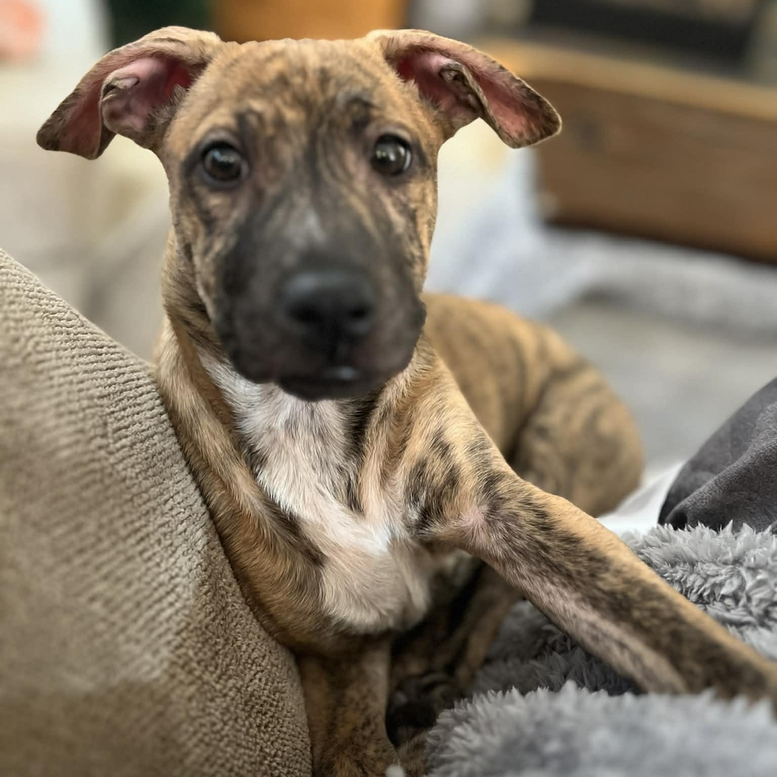 Enlarge Cinnamon Sugar, a ADOPTABLE Mixed Breed in Cedar Rapids, IA image 1/4