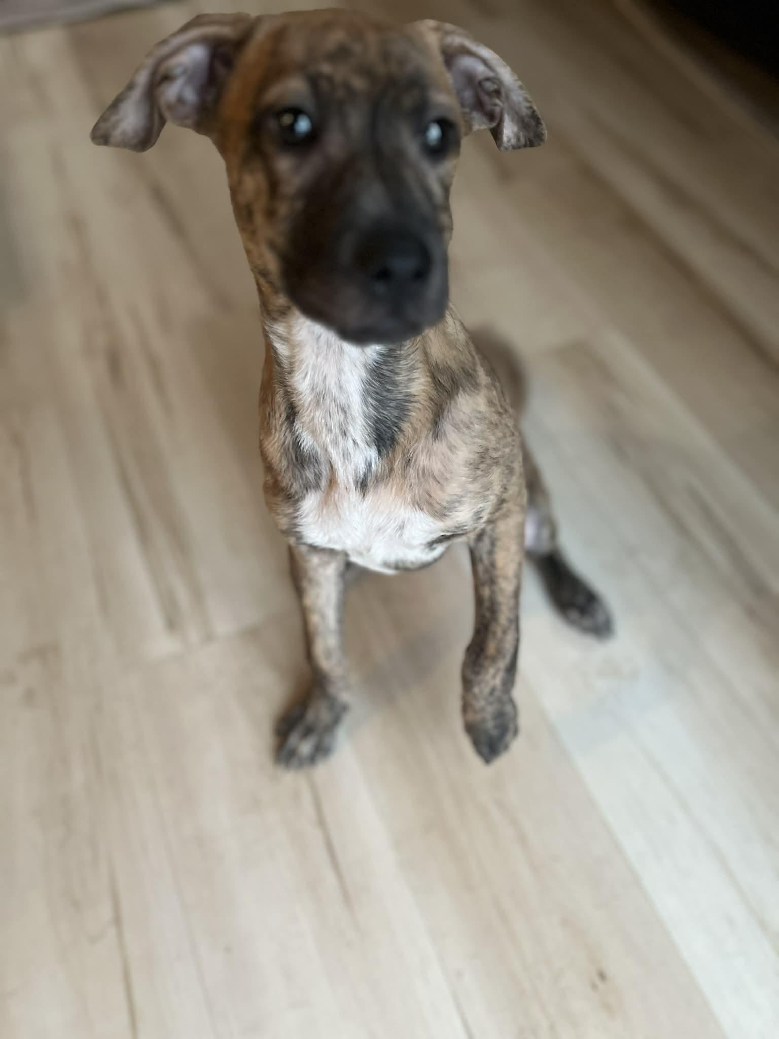 Enlarge Cinnamon Sugar, a ADOPTABLE Mixed Breed in Cedar Rapids, IA image 2/4