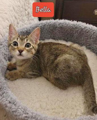 Bella (H), Adoptable, Adult Female Domestic Short Hair.