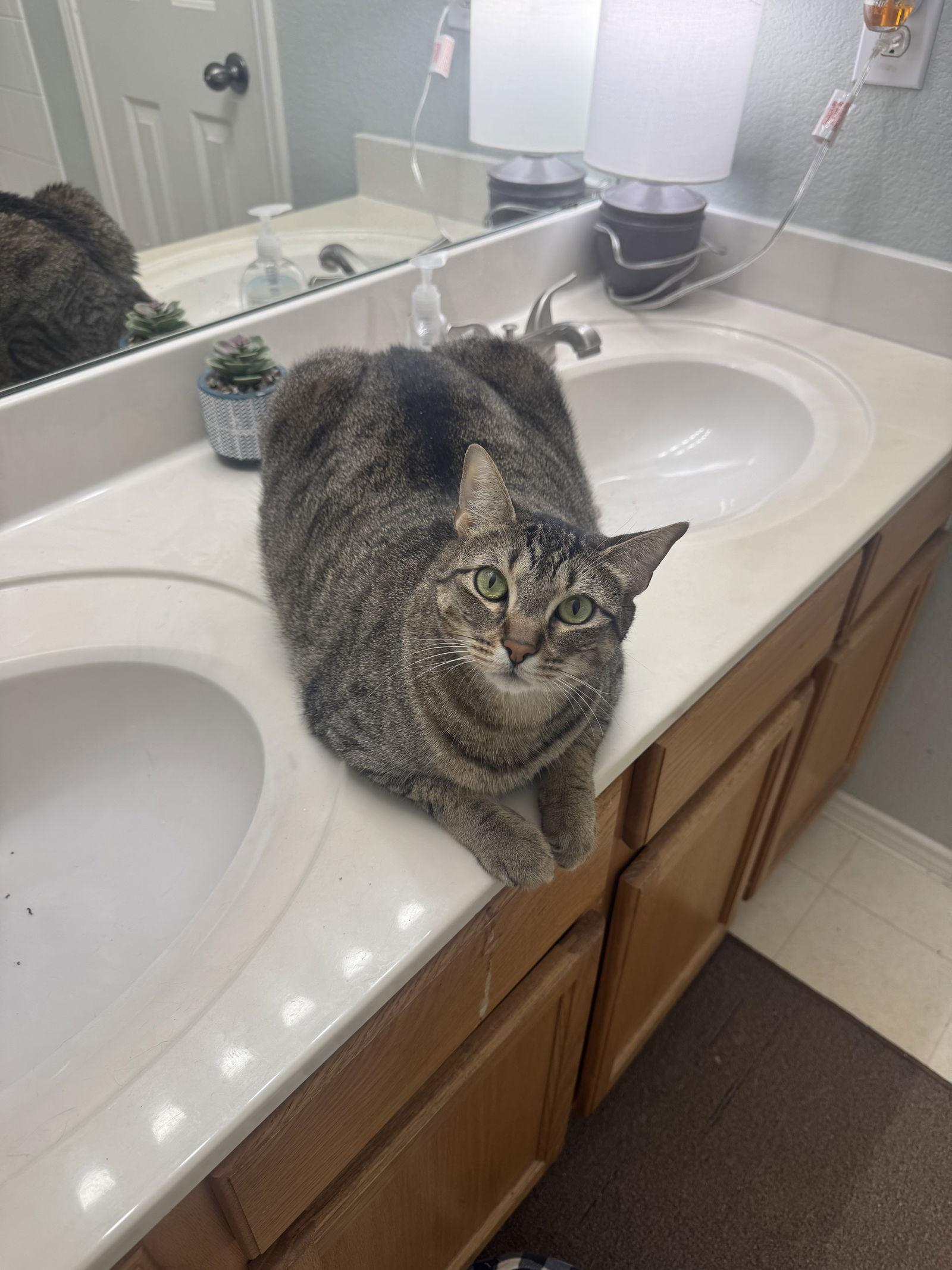 Bella (H), a Adoptable Domestic Short Hair in Frisco, TX image 2/3