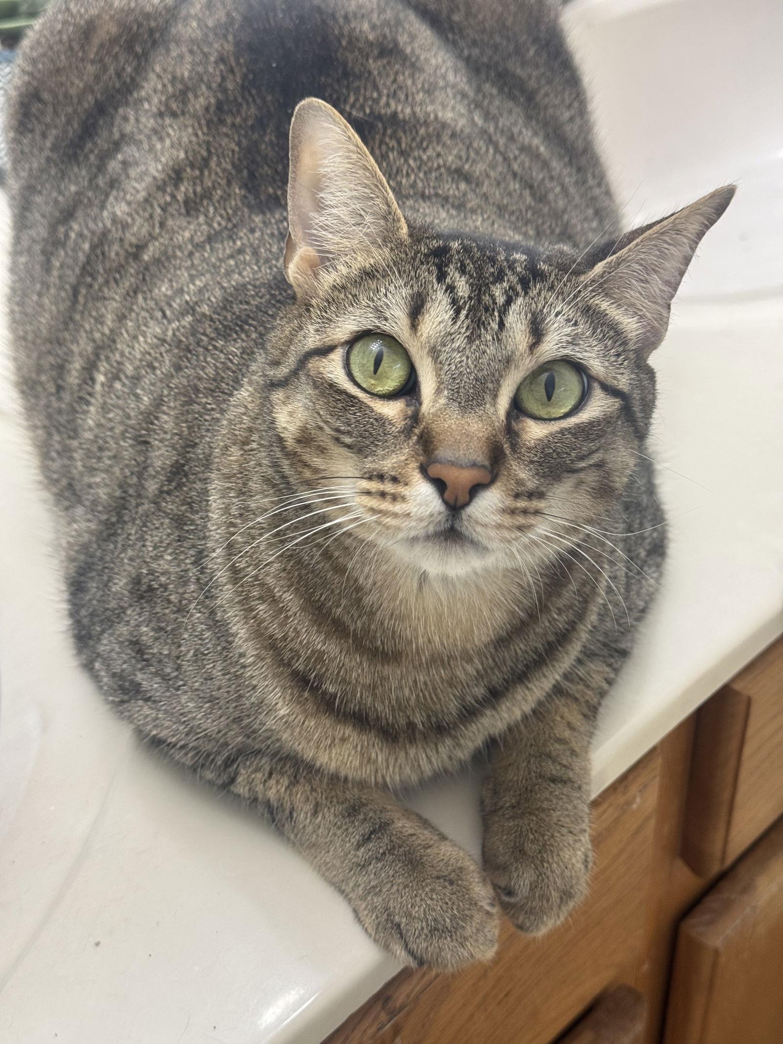 Bella (H), a Adoptable Domestic Short Hair in Frisco, TX image 3/3