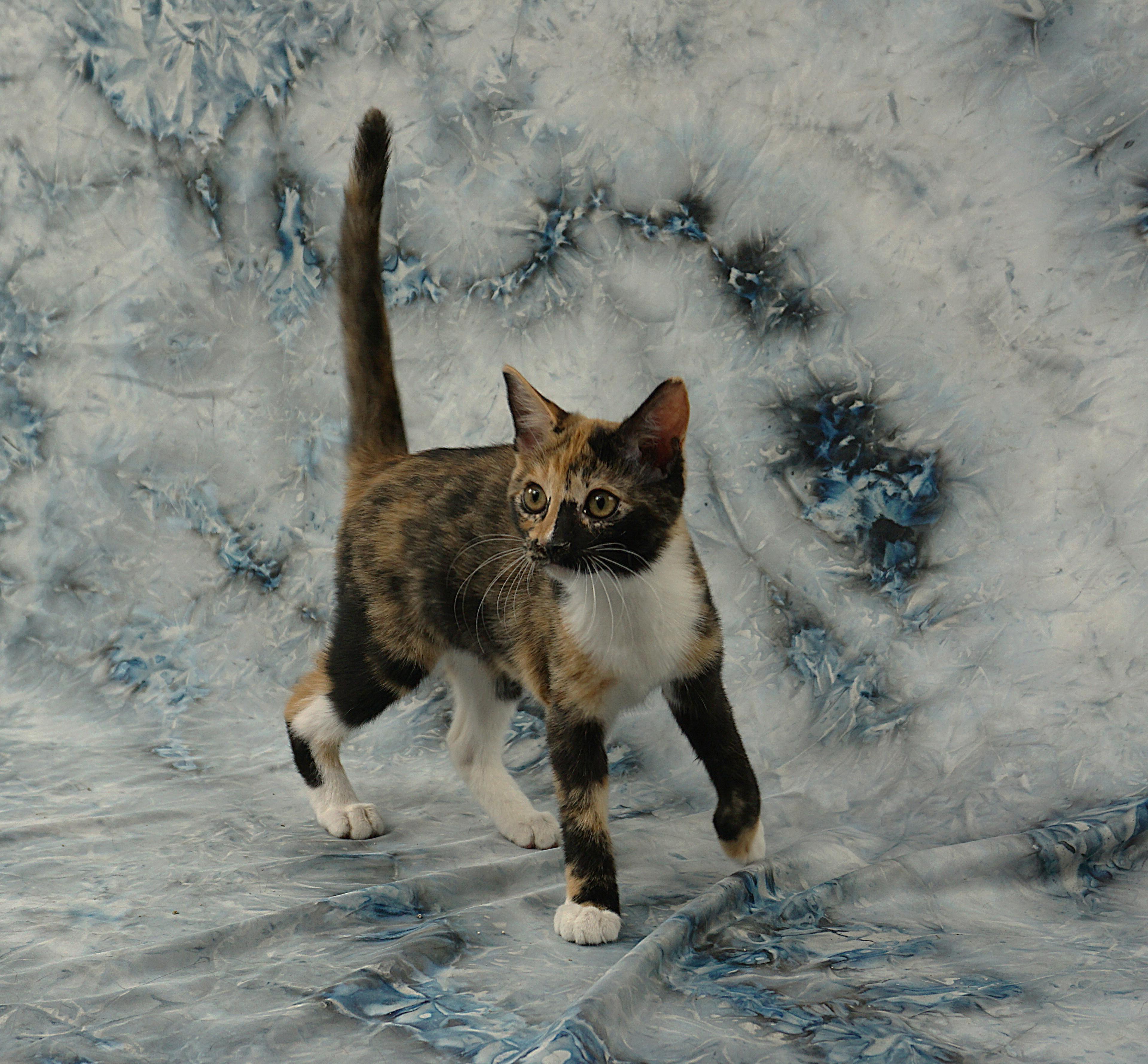 Enlarge ALLISON - PURRFECT AND PLAYFUL, an adopted Domestic Short Hair in Plano, TX image 1/6