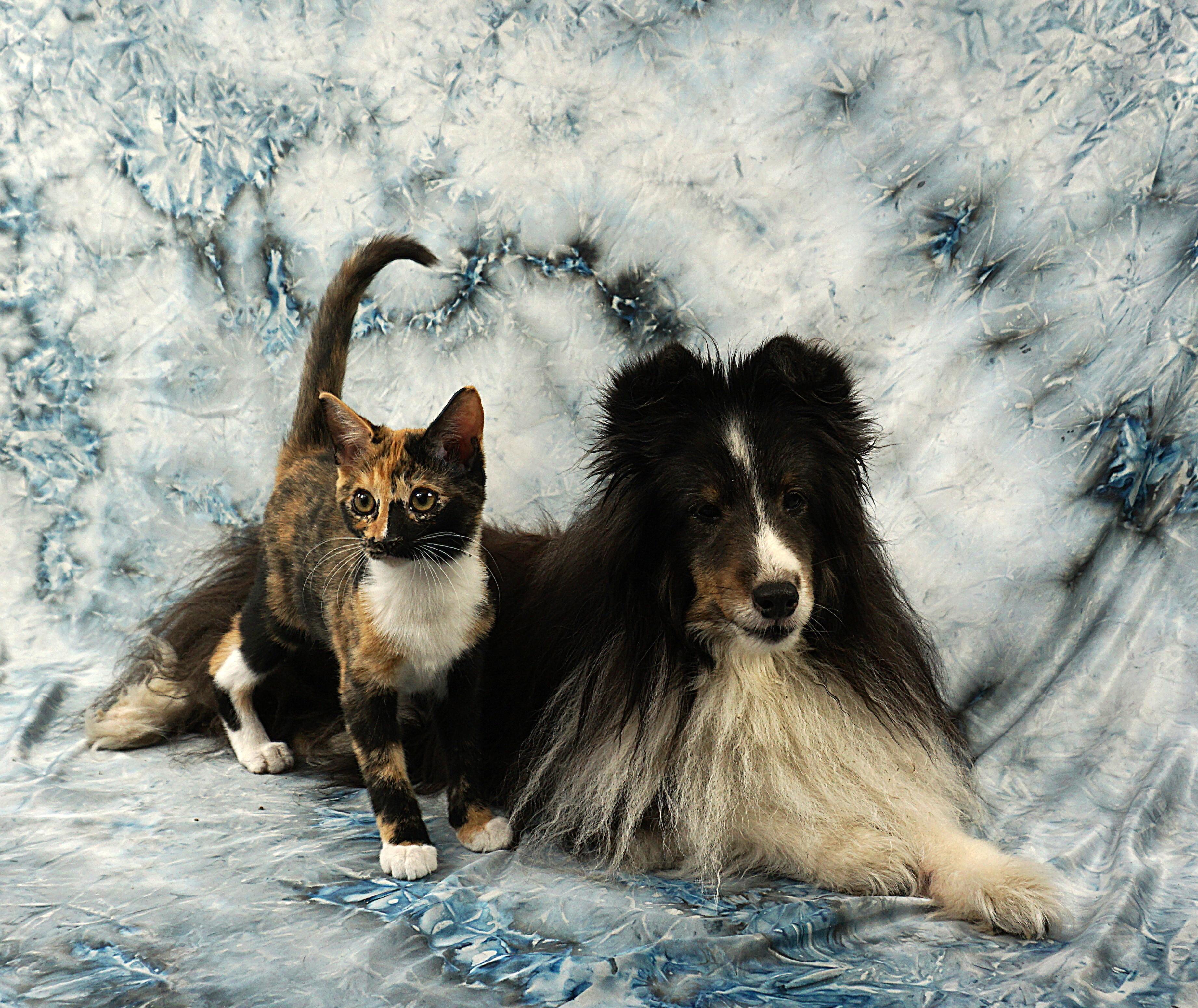 Enlarge ALLISON - PURRFECT AND PLAYFUL, an adopted Domestic Short Hair in Plano, TX image 2/6