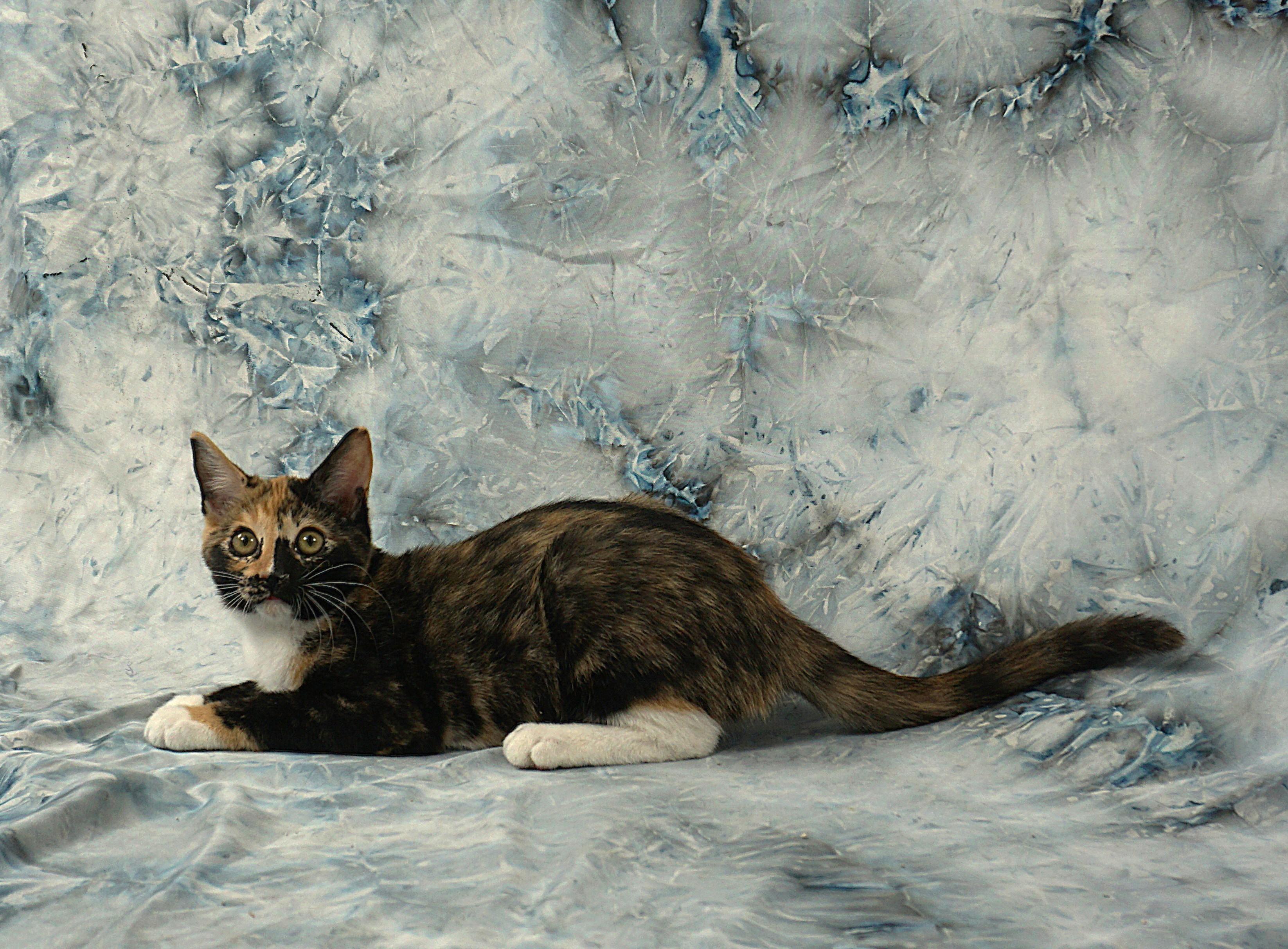 Enlarge ALLISON - PURRFECT AND PLAYFUL, an adopted Domestic Short Hair in Plano, TX image 3/6
