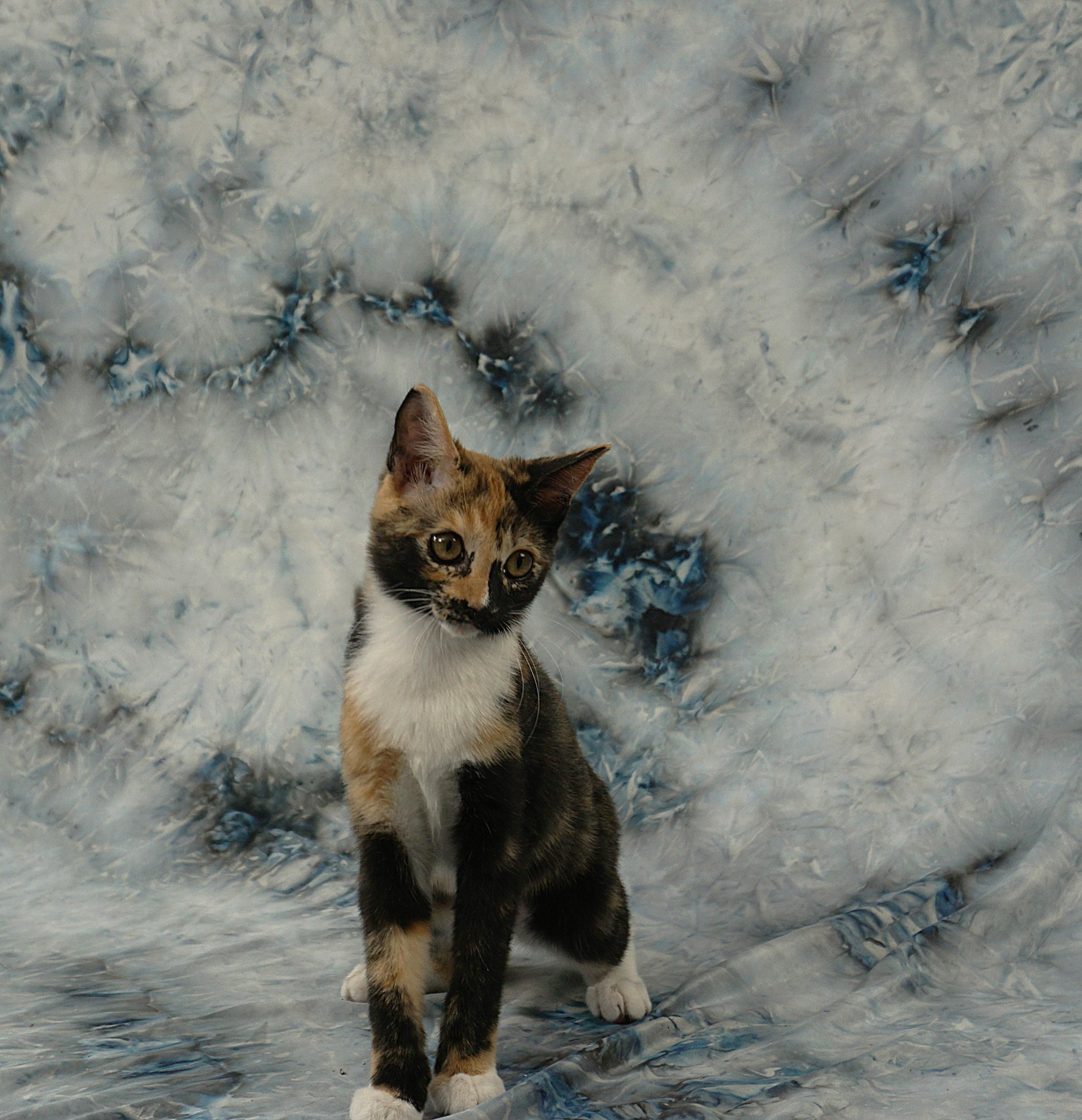 Enlarge ALLISON - PURRFECT AND PLAYFUL, an adopted Domestic Short Hair in Plano, TX image 4/6