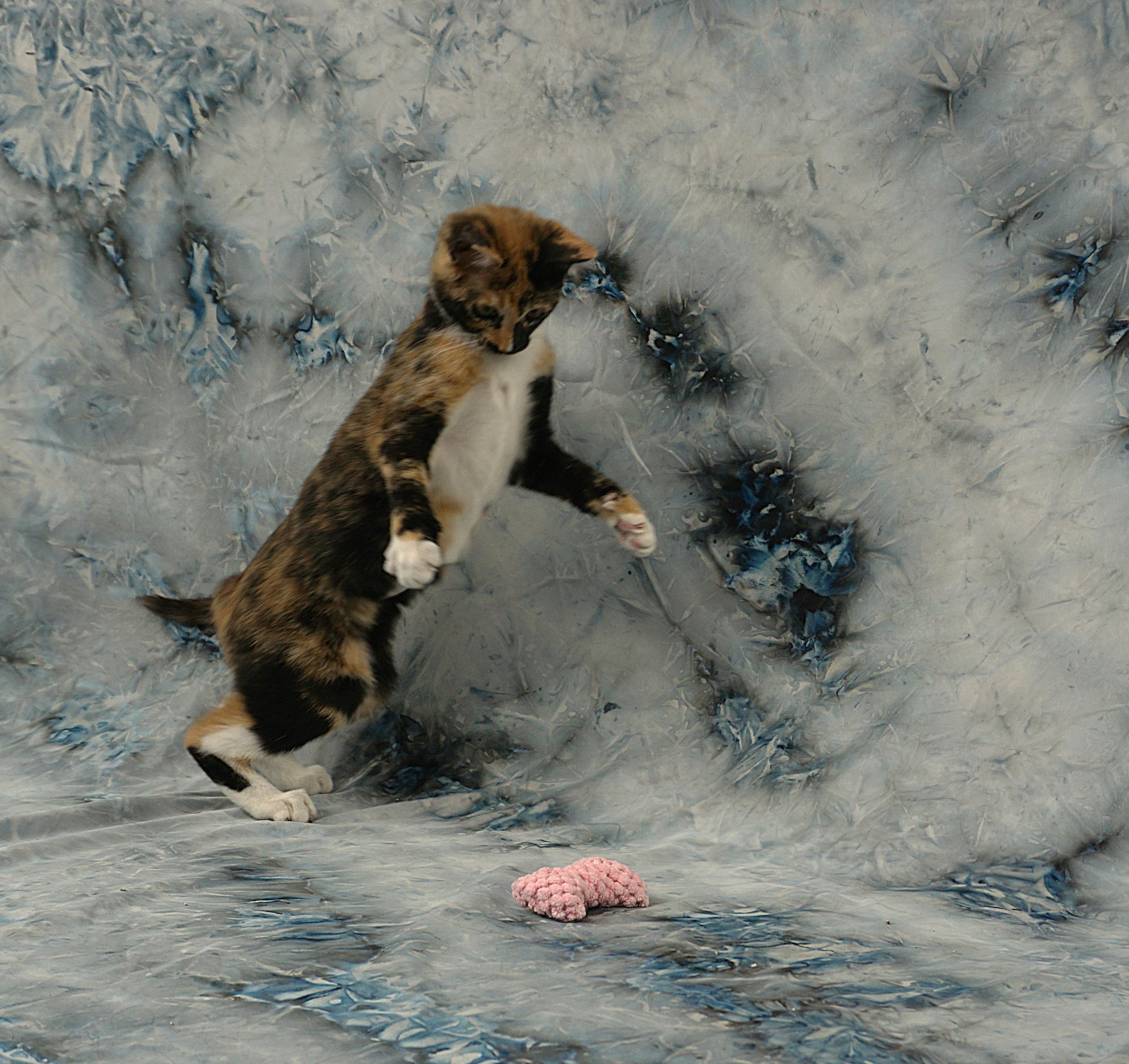 Enlarge ALLISON - PURRFECT AND PLAYFUL, an adopted Domestic Short Hair in Plano, TX image 6/6