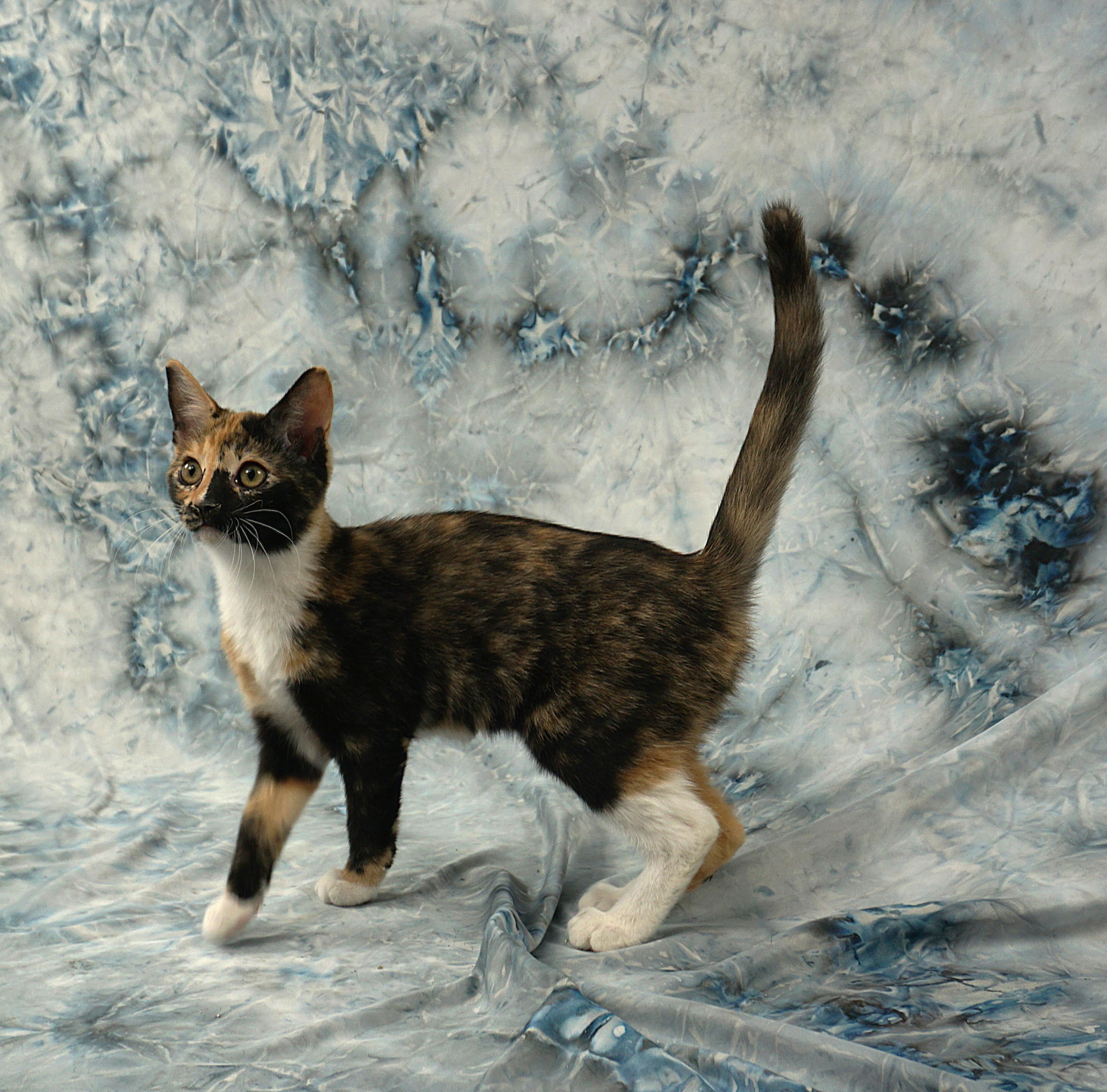 Enlarge ALLISON - PURRFECT AND PLAYFUL, an adopted Domestic Short Hair in Plano, TX image 5/6