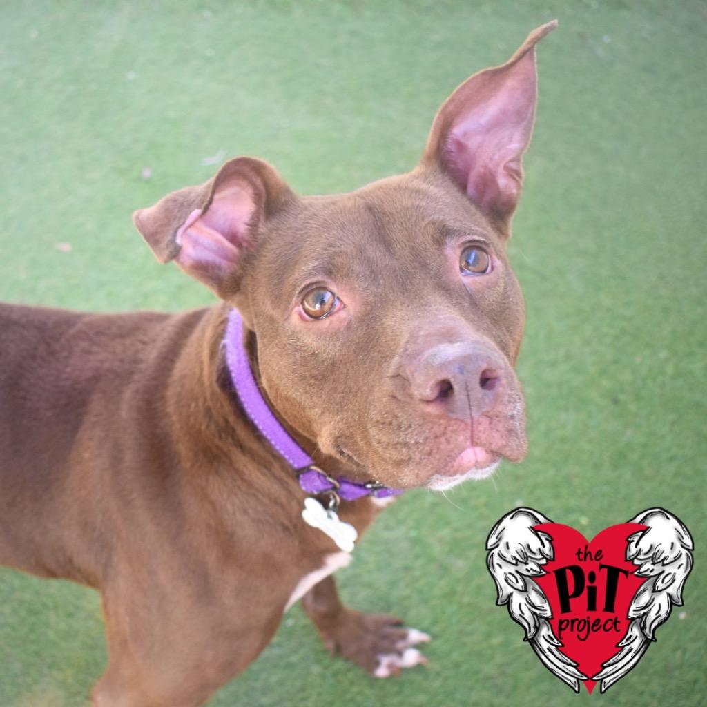 Brownie, Adoptable, Adult Female Pit Bull Terrier.