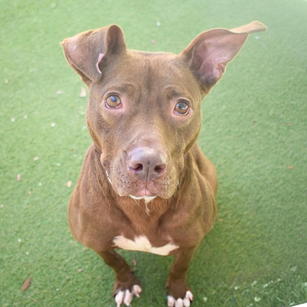 Enlarge Brownie, a Adoptable Pit Bull Terrier in Saint Petersburg, FL image 2/2