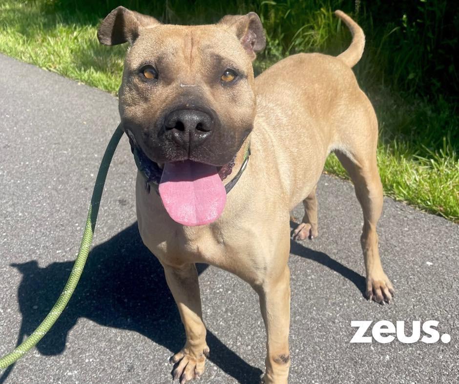 Enlarge Zeus, a Adoptable mixed breed in Ashland, KY image 1/1