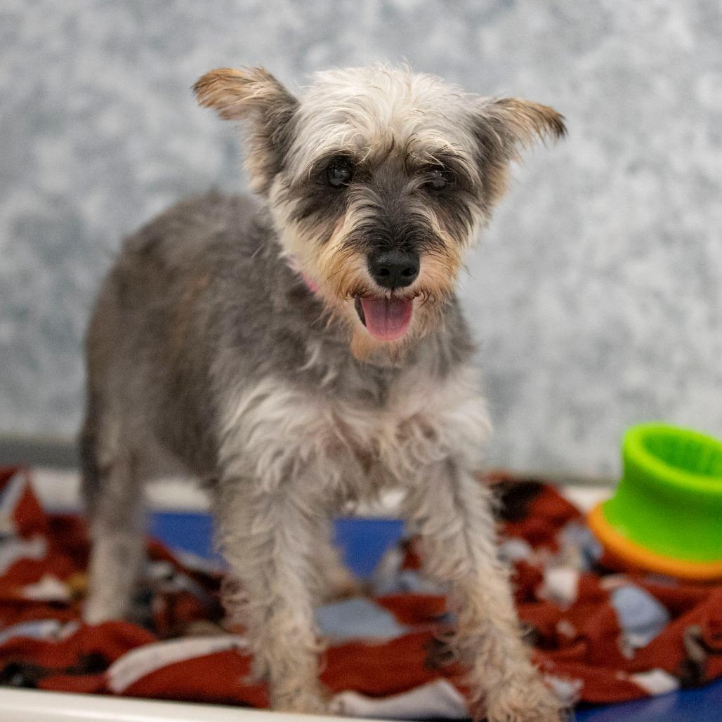 Jenna (AG26-76), Adoptable, Adult Female Miniature Schnauzer.