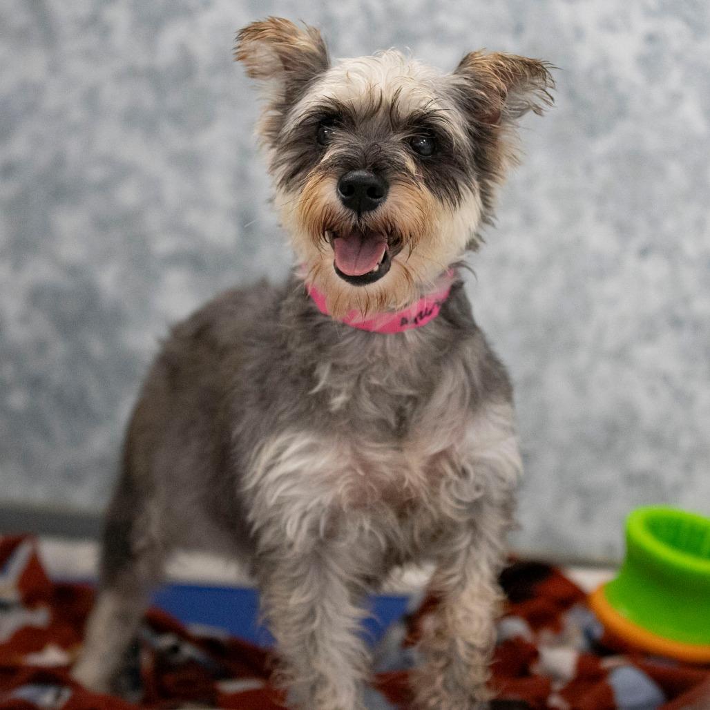 Enlarge Jenna (AG26-76), a Adoptable Miniature Schnauzer in Peyton, CO image 2/5
