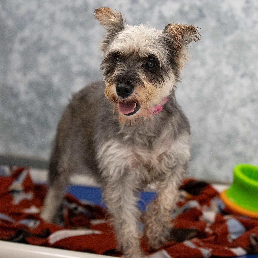 Enlarge Jenna (AG26-76), a Adoptable Miniature Schnauzer in Peyton, CO image 3/5