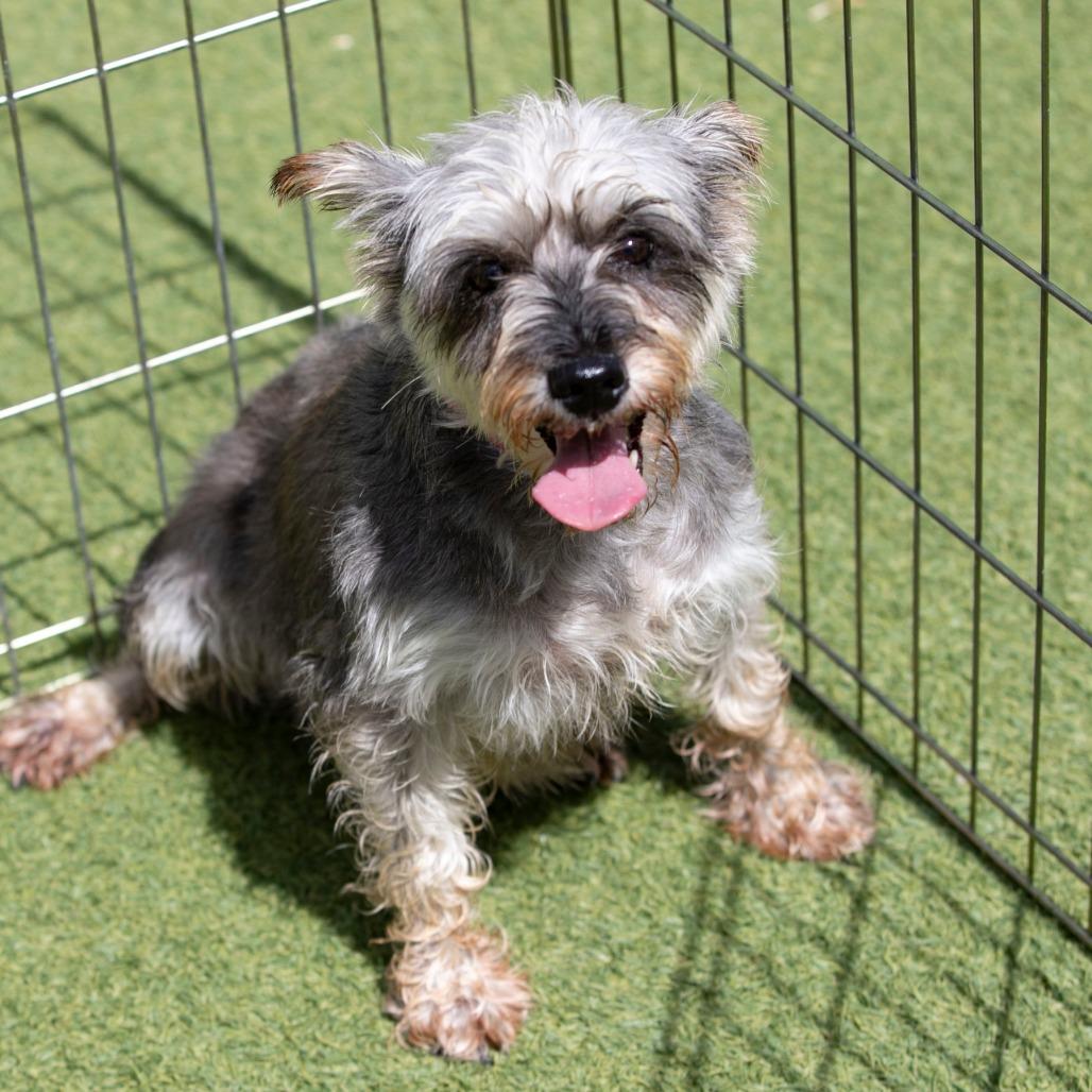 Enlarge Jenna (AG26-76), a Adoptable Miniature Schnauzer in Peyton, CO image 4/5