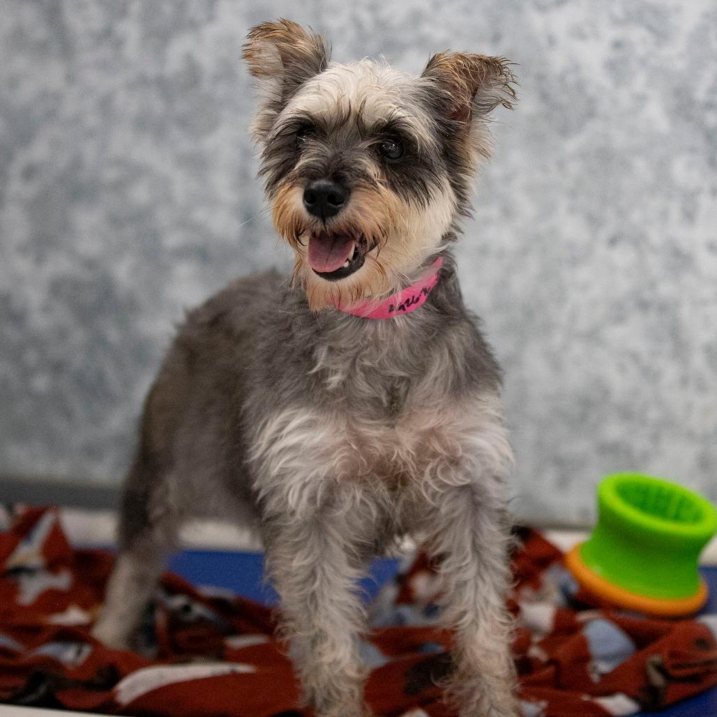 Enlarge Jenna (AG26-76), a Adoptable Miniature Schnauzer in Peyton, CO image 5/5