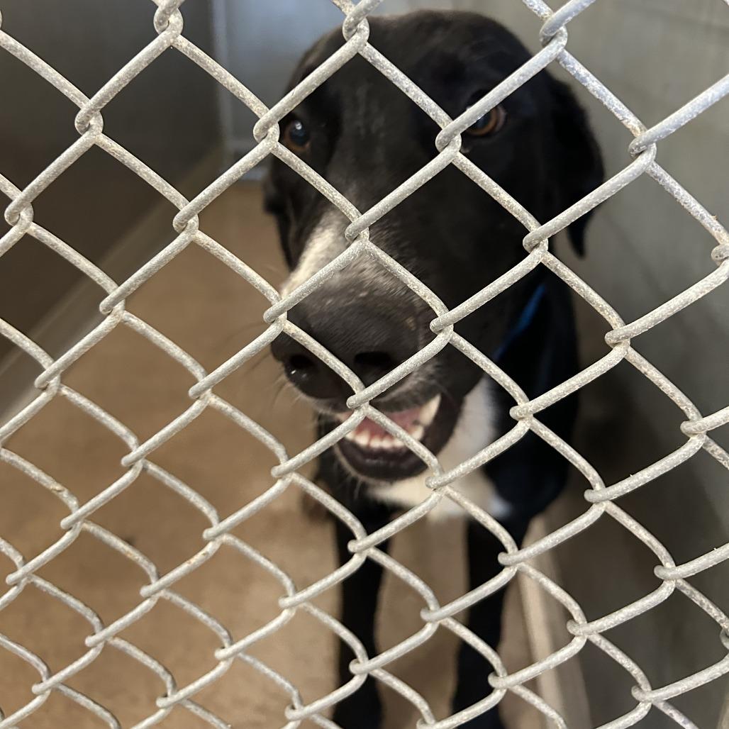 Enlarge Axel, a Adoptable mixed breed in Ardmore, OK image 1/2