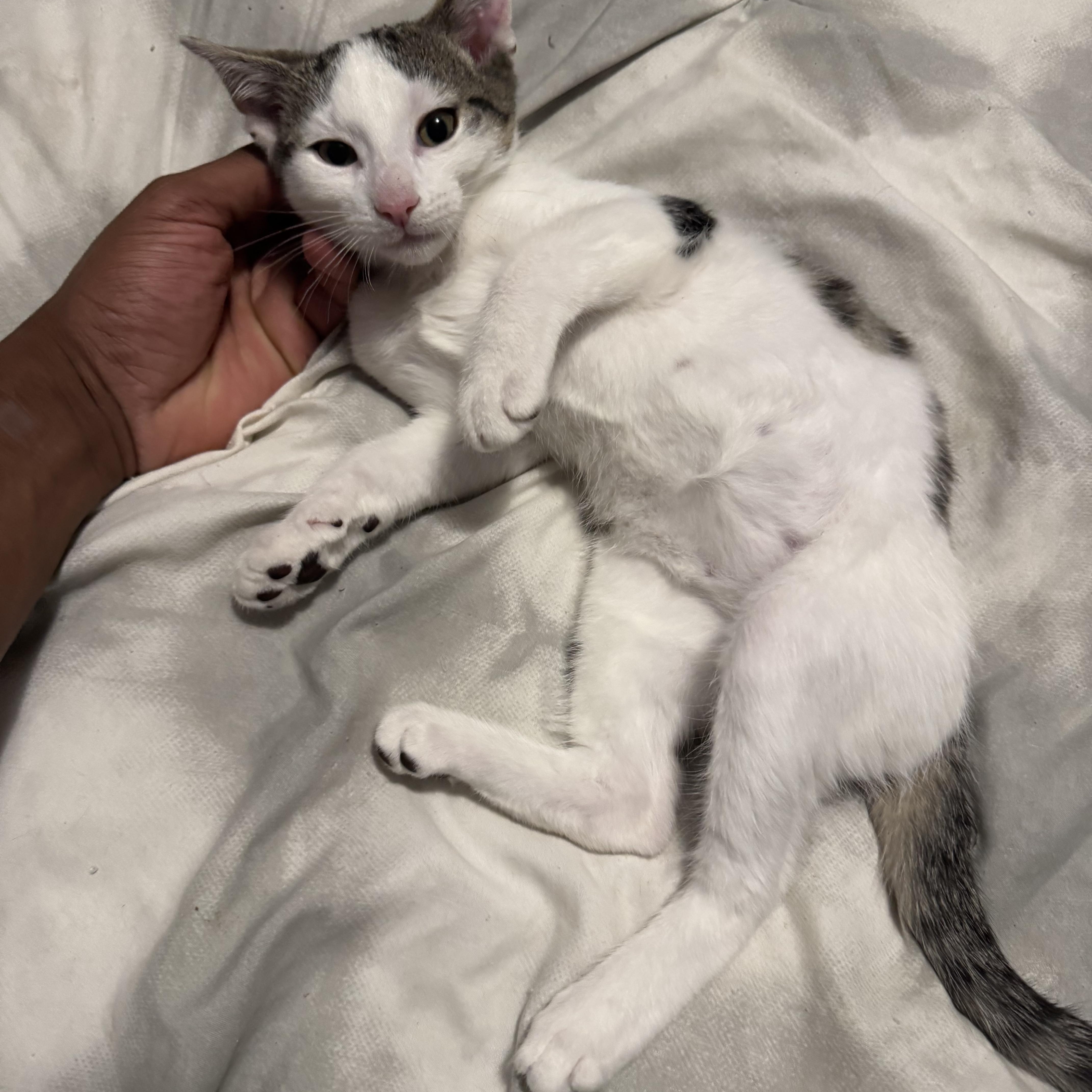 Luxury, a Adoptable Domestic Short Hair in Brooklyn, NY image 4/5