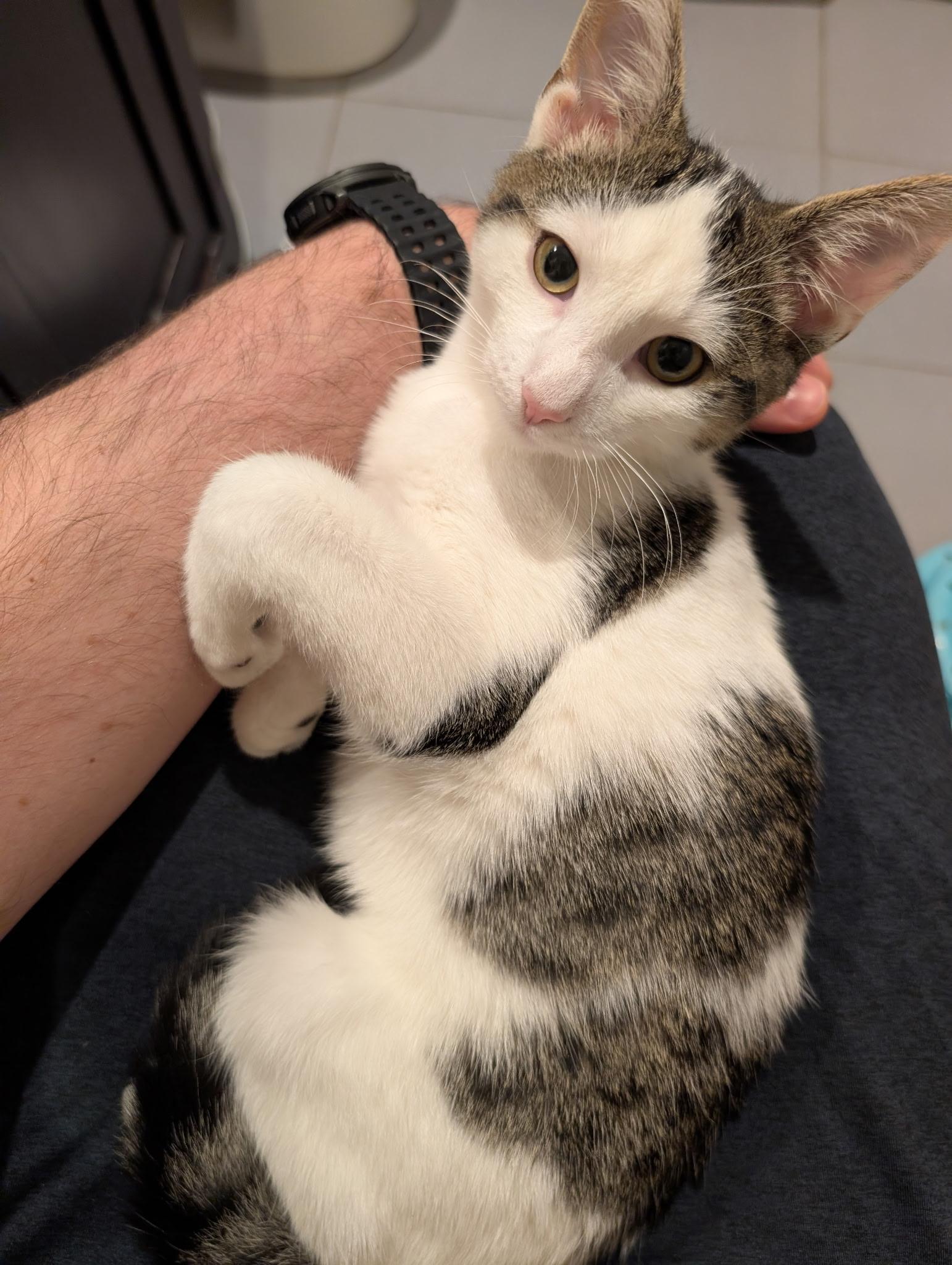 Luxury, Adoptable, Young Male Domestic Short Hair.