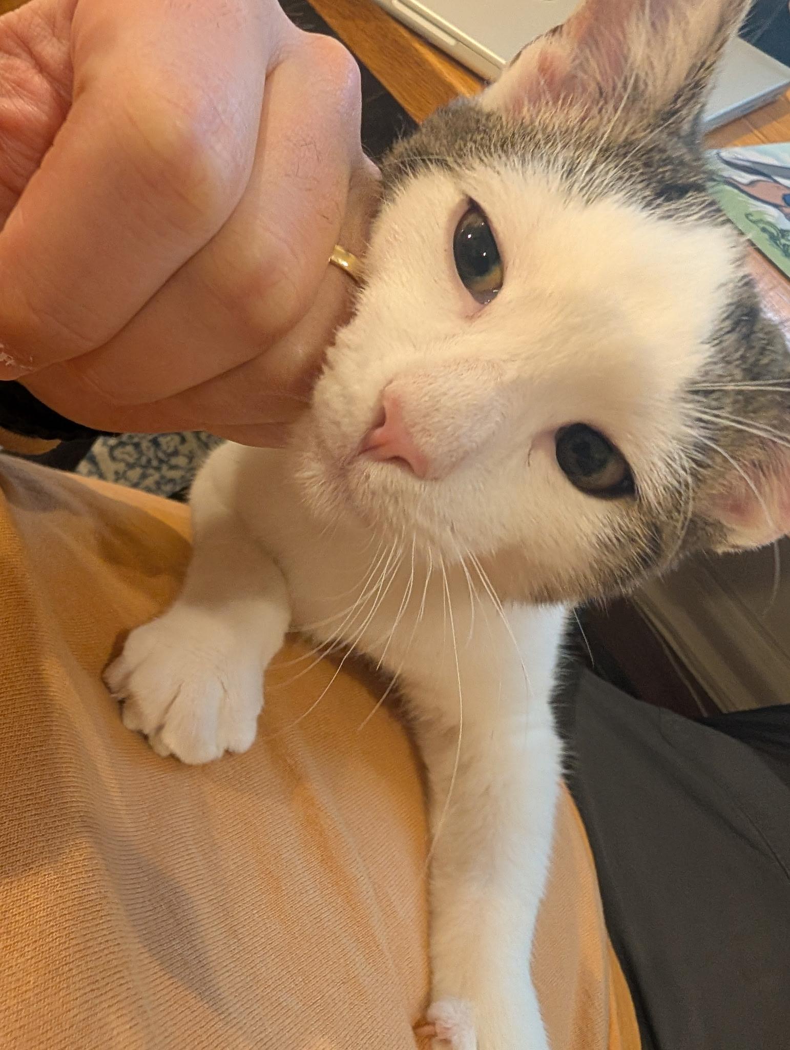 Luxury, a Adoptable Domestic Short Hair in Brooklyn, NY image 2/5