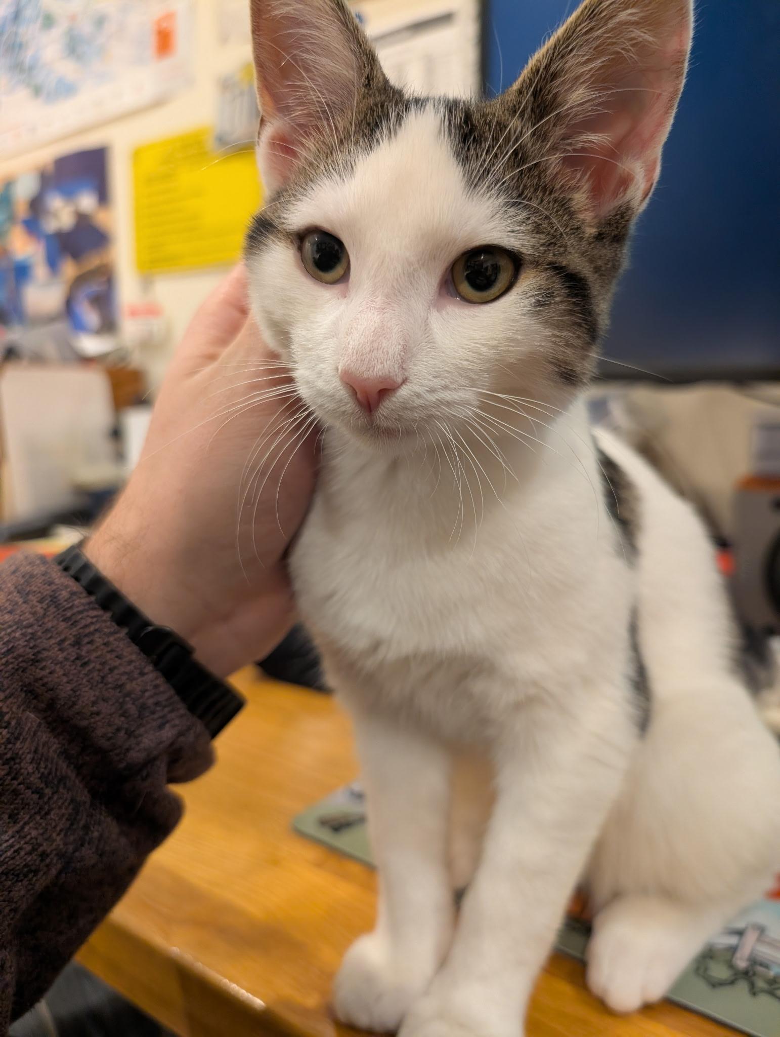 Luxury, a Adoptable Domestic Short Hair in Brooklyn, NY image 3/5