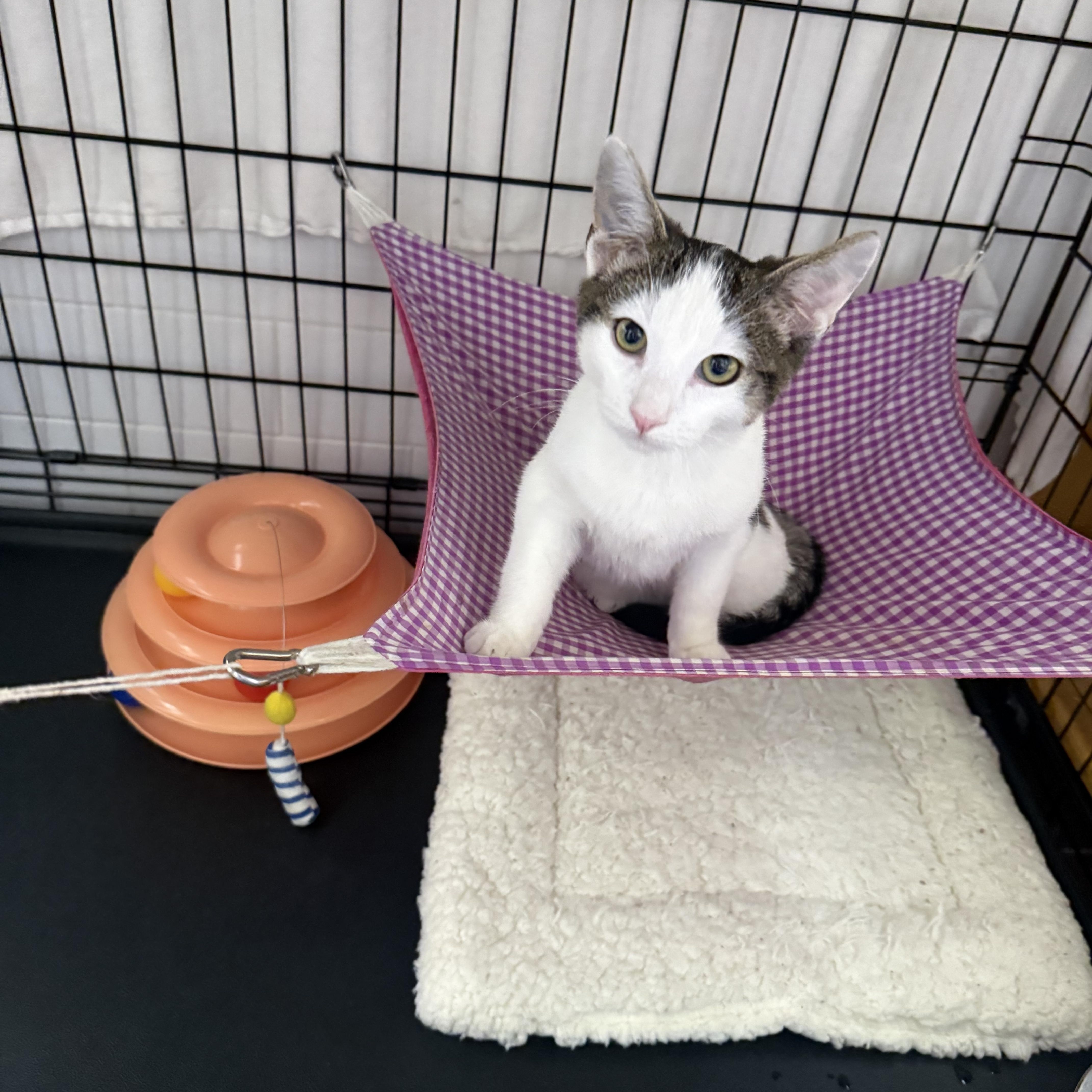 Luxury, a Adoptable Domestic Short Hair in Brooklyn, NY image 5/5