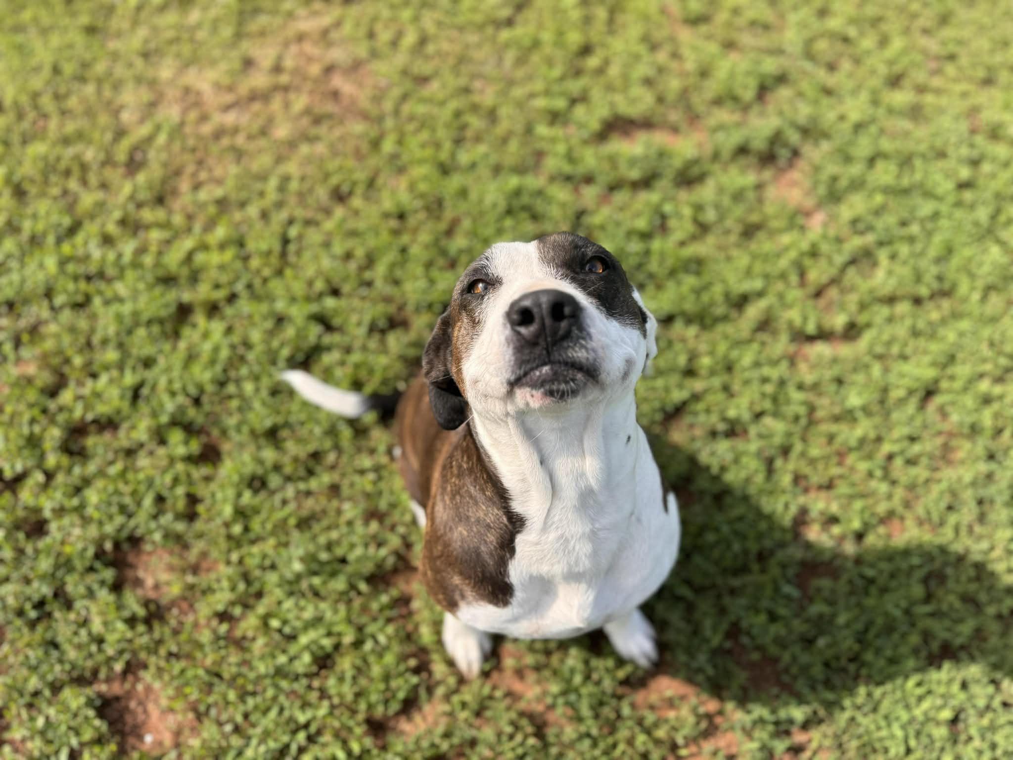 Enlarge Wisteria , a ADOPTABLE Mixed Breed in Chickasha, OK image 3/3