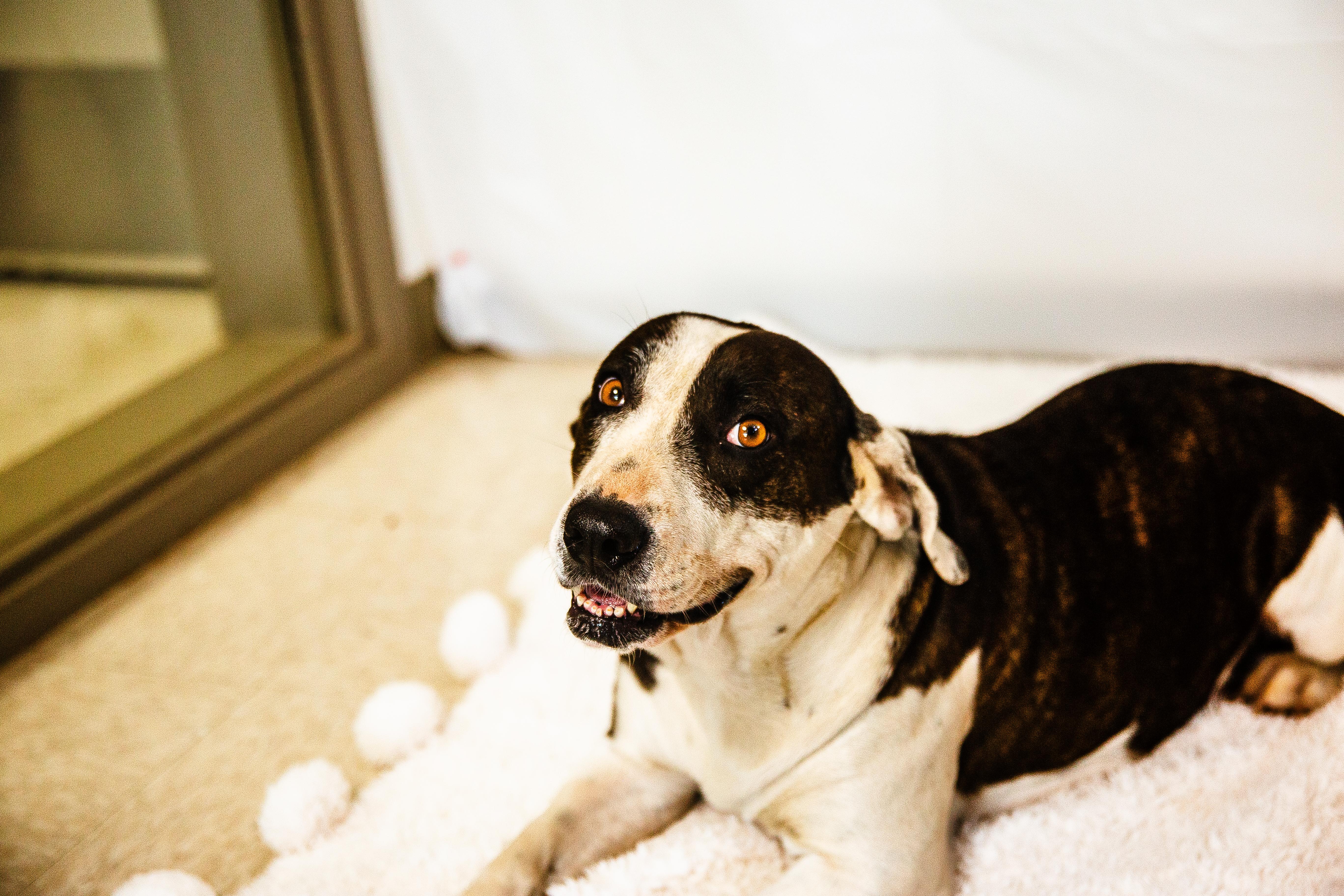 Wisteria , an adoptable Mixed Breed in Chickasha, OK image 5/6