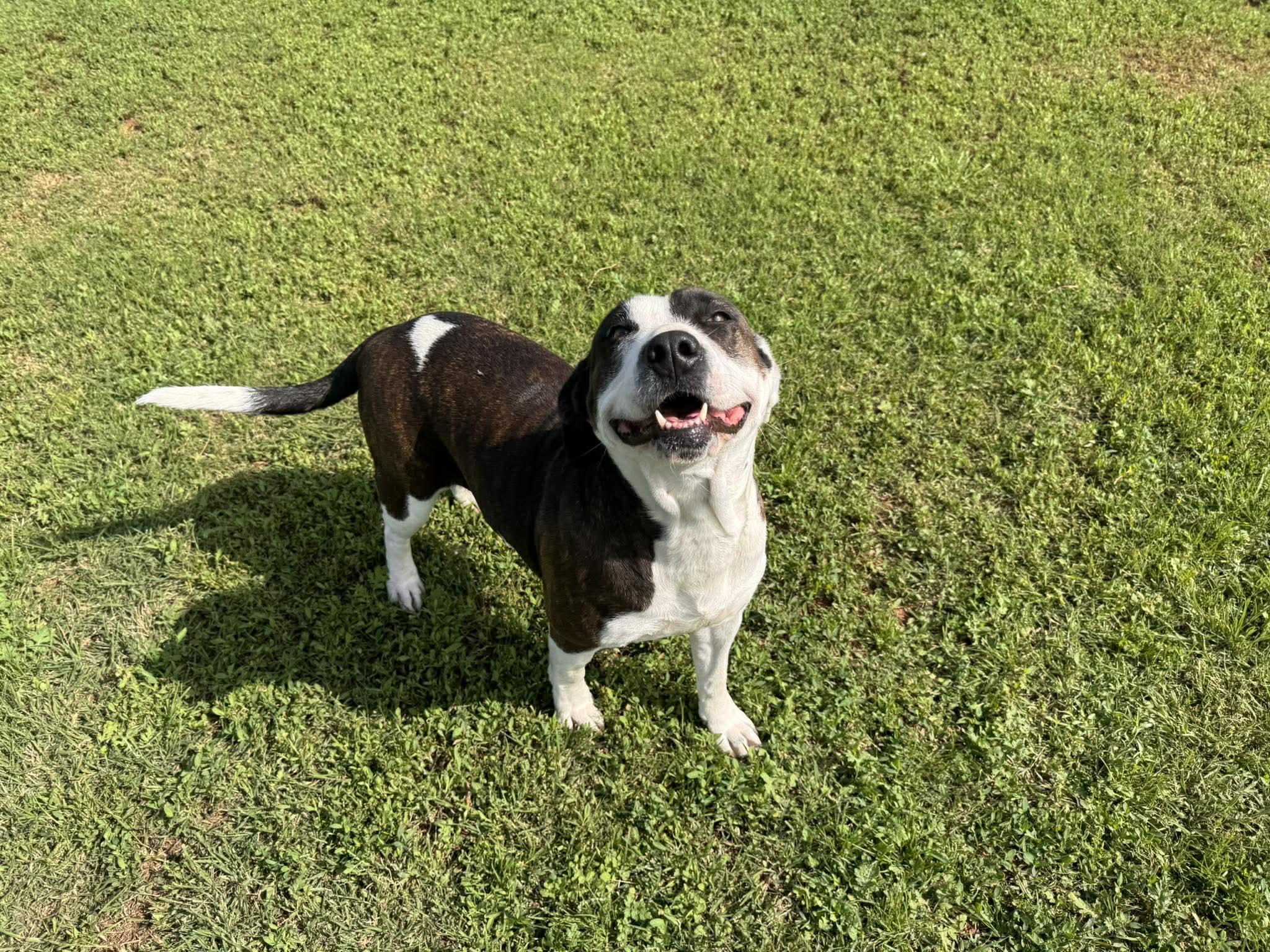 Enlarge Wisteria , a ADOPTABLE Mixed Breed in Chickasha, OK image 1/3