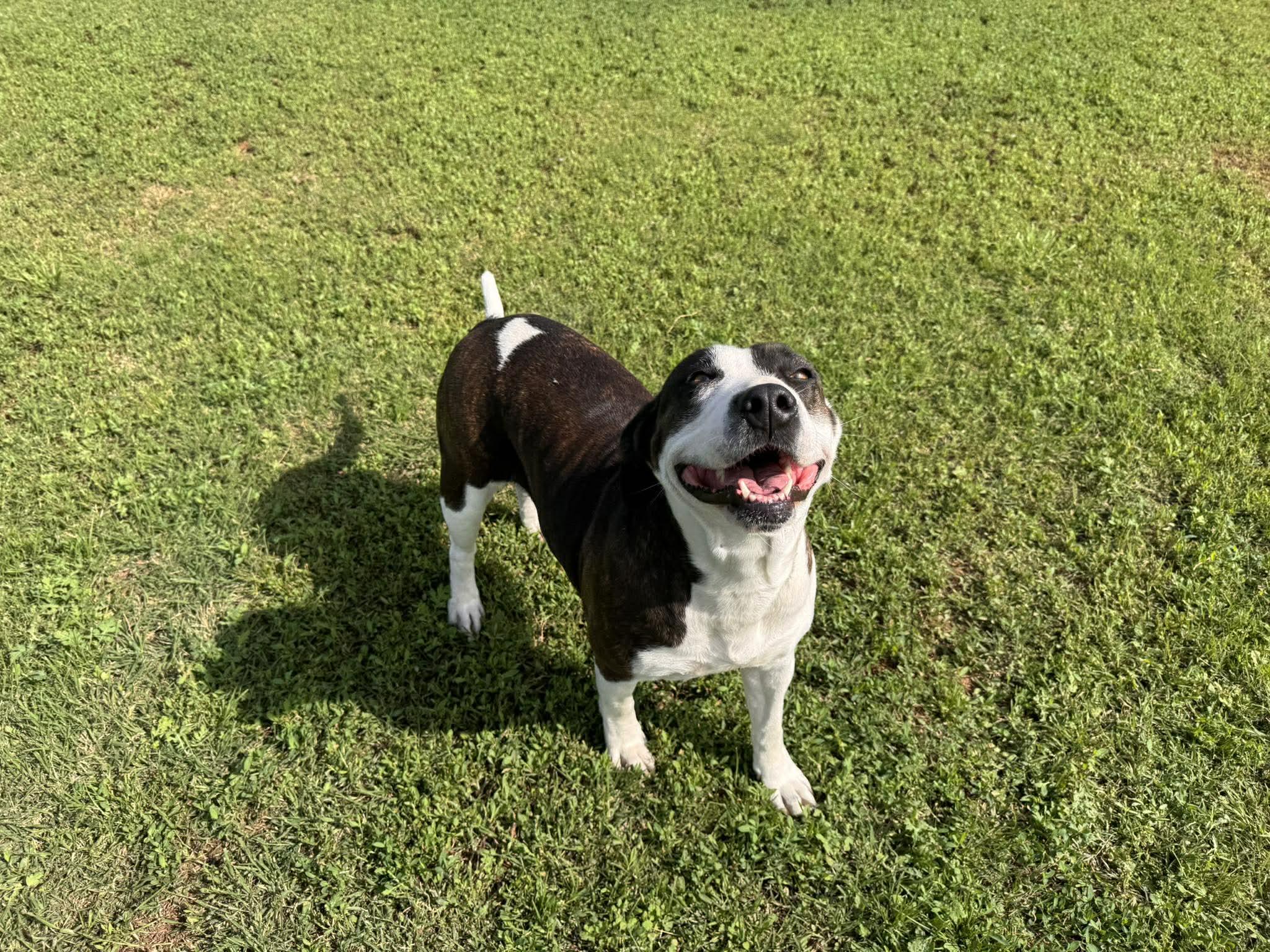 Enlarge Wisteria , a ADOPTABLE Mixed Breed in Chickasha, OK image 2/3