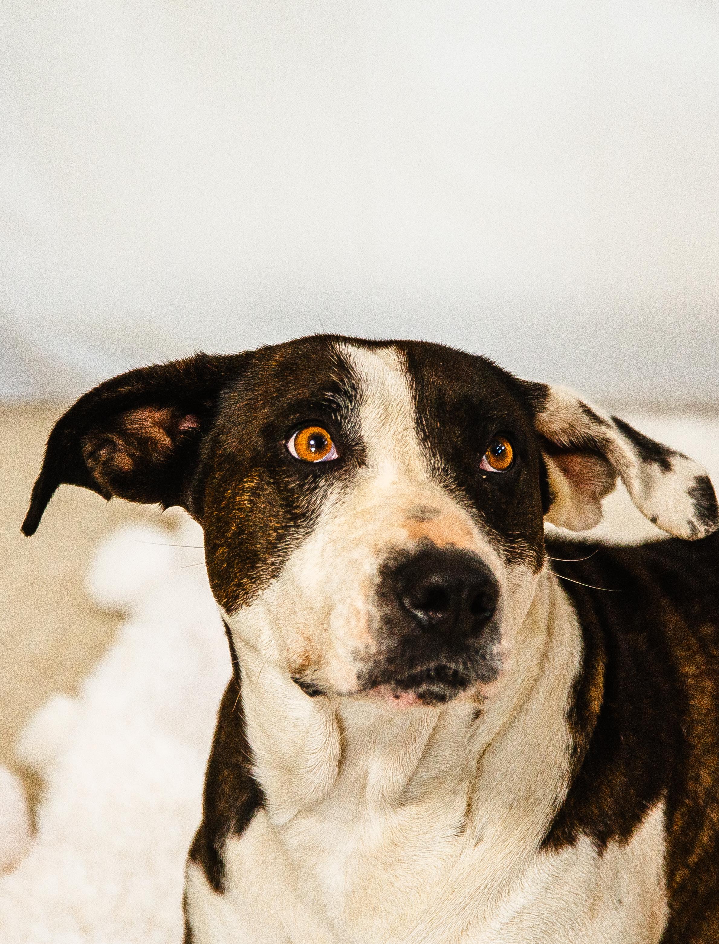 Wisteria , an adoptable Mixed Breed in Chickasha, OK image 6/6