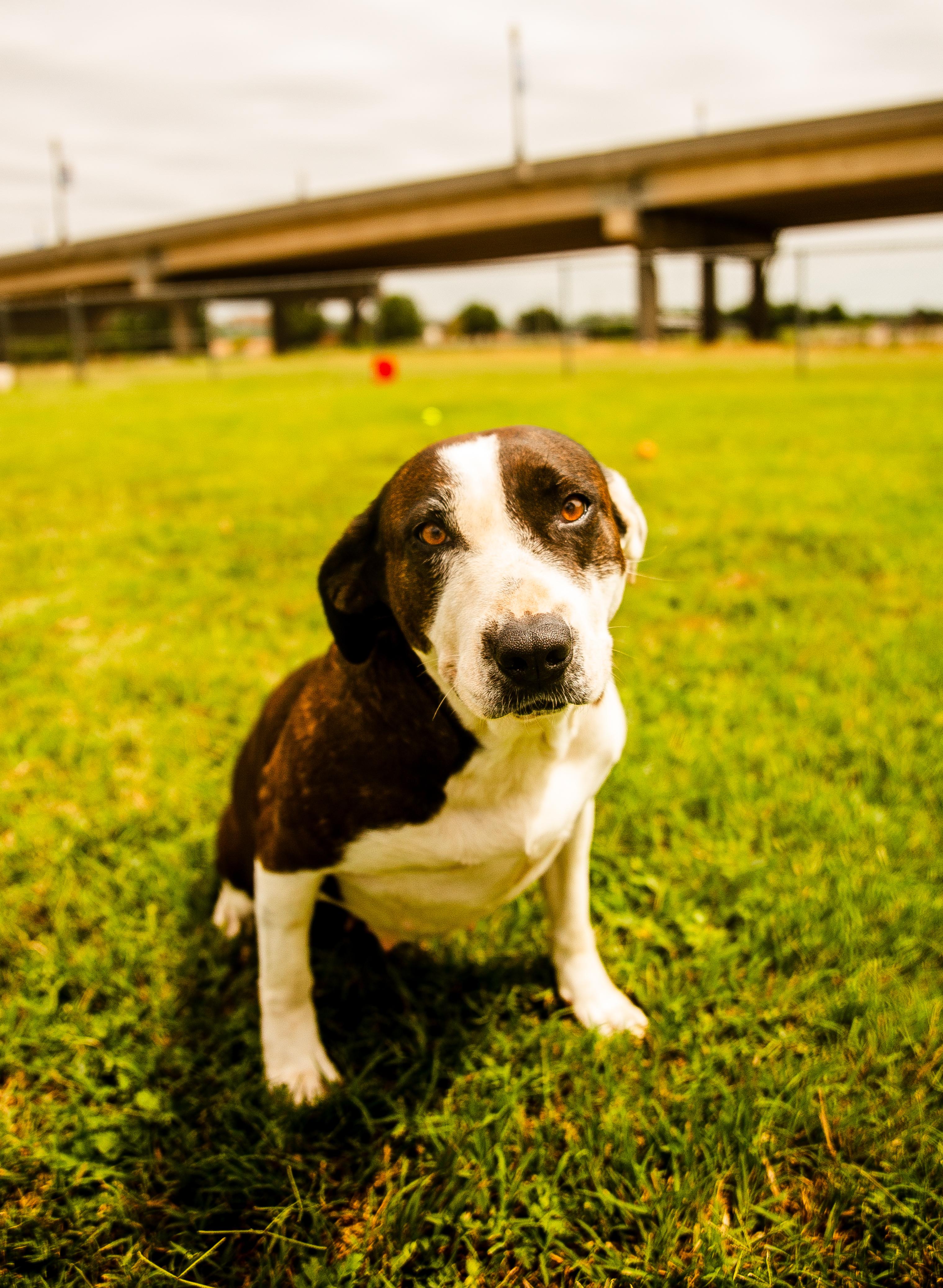 Wisteria , an adoptable Mixed Breed in Chickasha, OK image 1/6