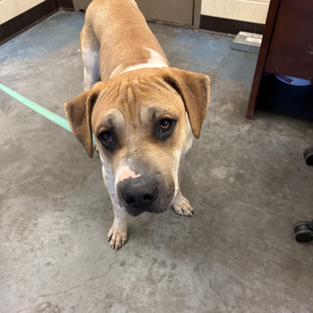 Buddy — thumbnail 3