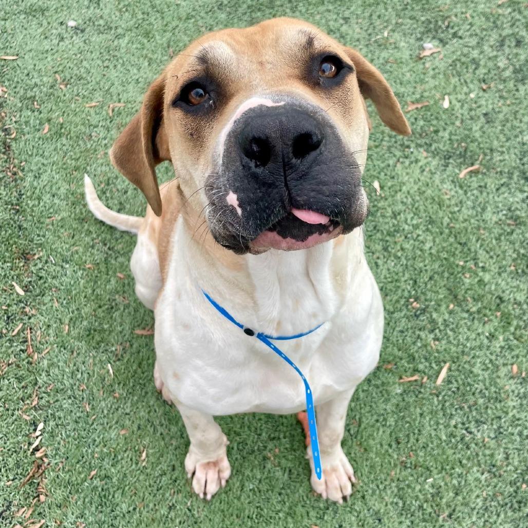 Buddy — thumbnail 4