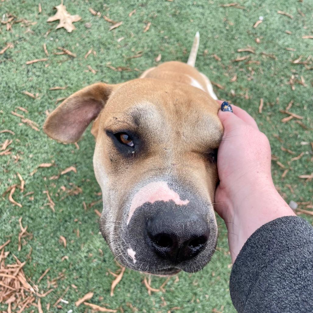 Buddy — thumbnail 5