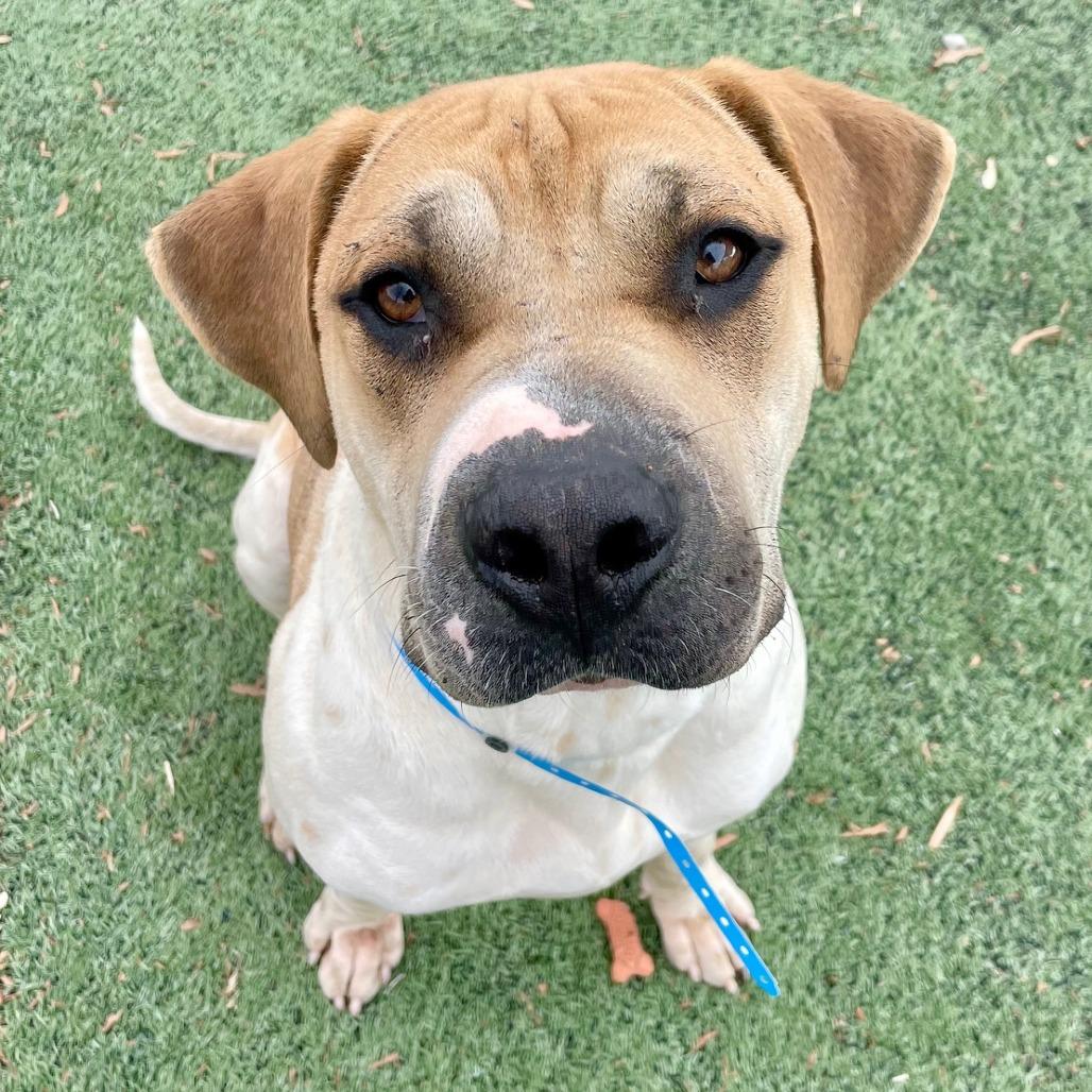 Buddy — thumbnail 6