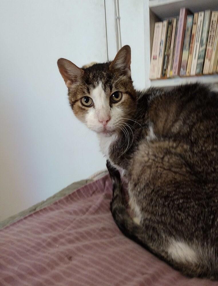 Snickers (Chandler), Adoptable, Adult Male Domestic Short Hair.