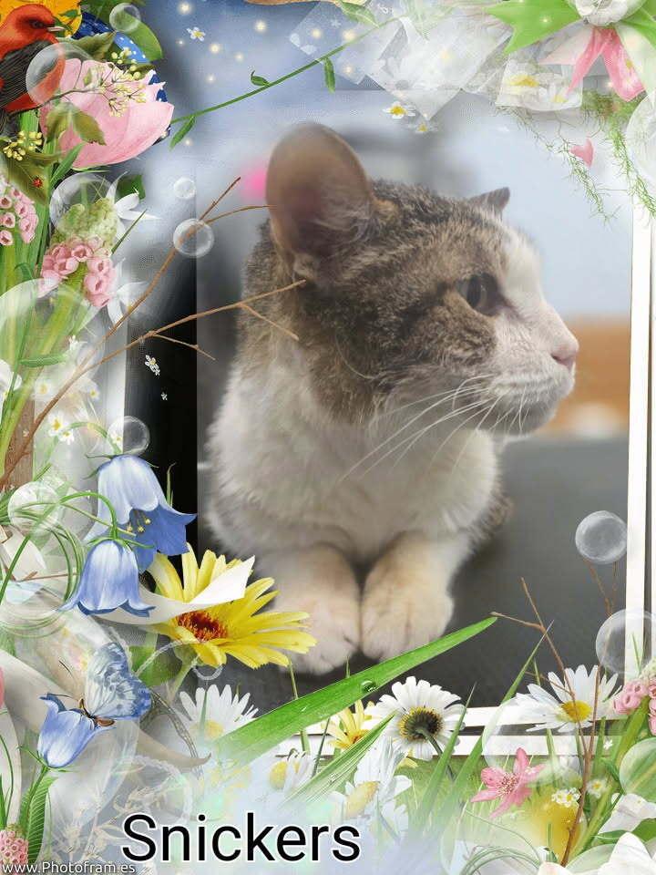 Enlarge Snickers (Chandler), a Adoptable Domestic Short Hair in Bonita, CA image 2/3