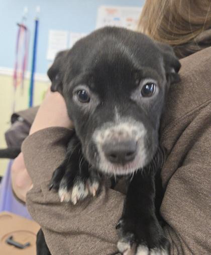 Enlarge Nani, a Adoptable mixed breed in East Brookfield, MA image 1/1