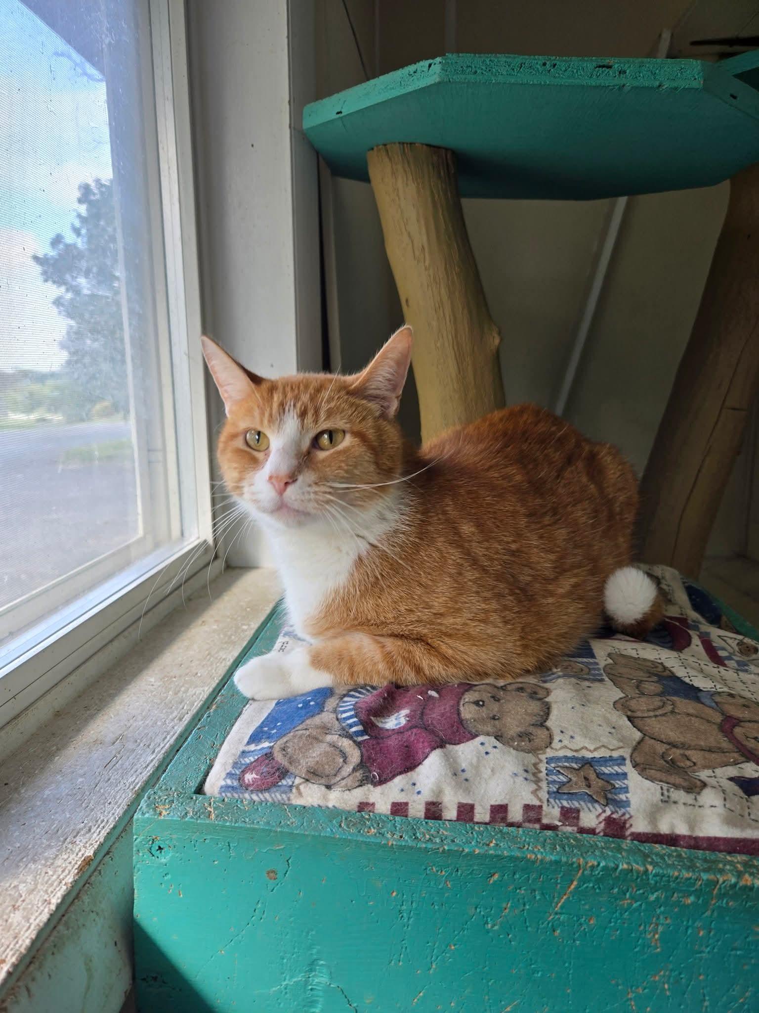 Big Papa Pump, Adoptable, Adult Male Domestic Short Hair.