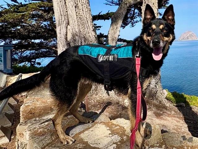 SPIKE, Adoptable, Adult Male Australian Kelpie & German Shepherd Dog.