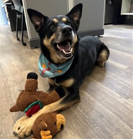 Enlarge IKE, a Adoptable mixed breed in San Luis Obispo, CA image 1/1